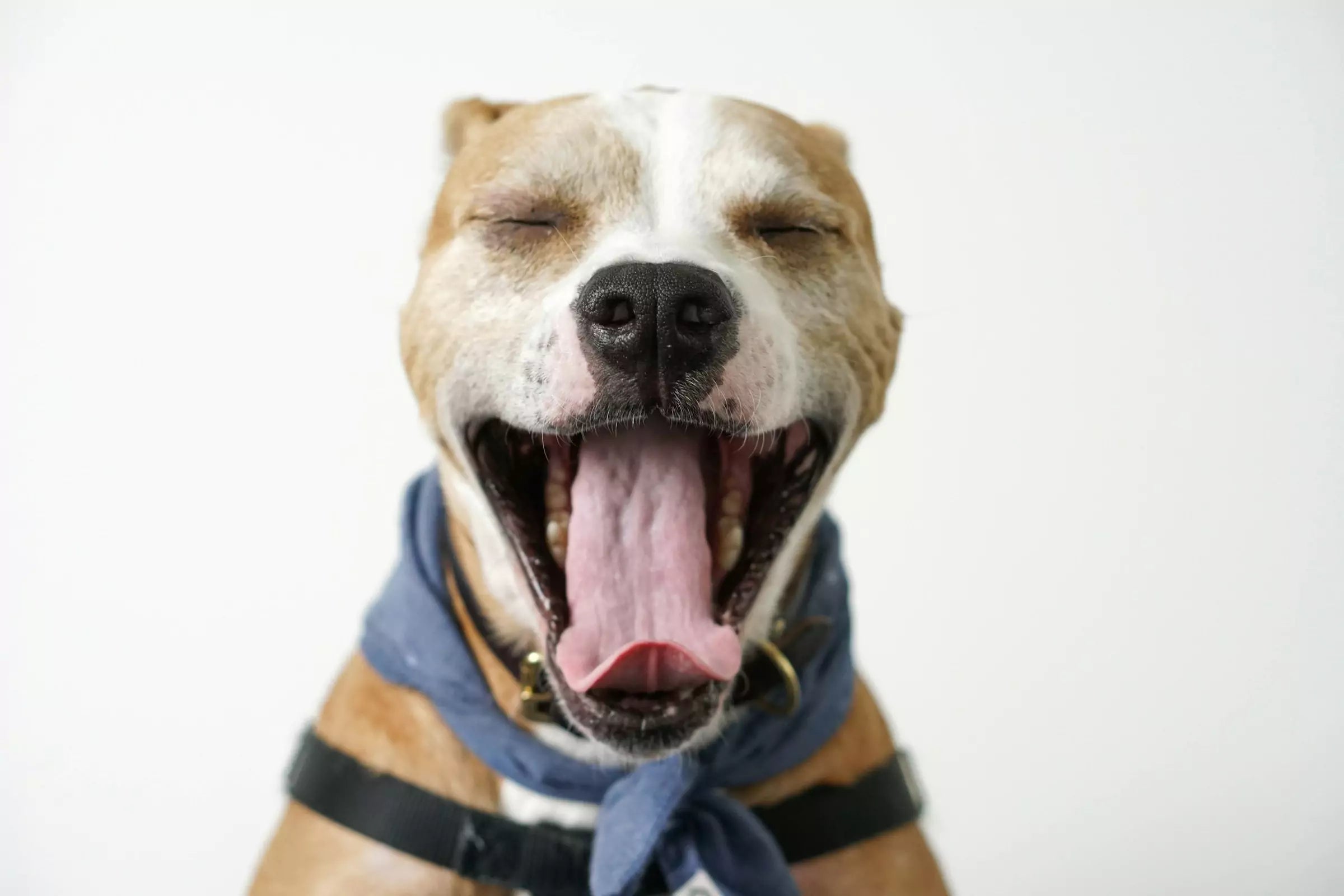 5 Signs You Have a Happy, Healthy Dog
