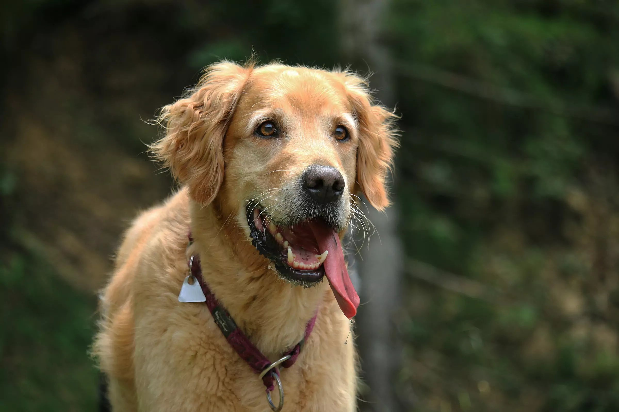 Never Ignore These Signs of Stress in Your Dog