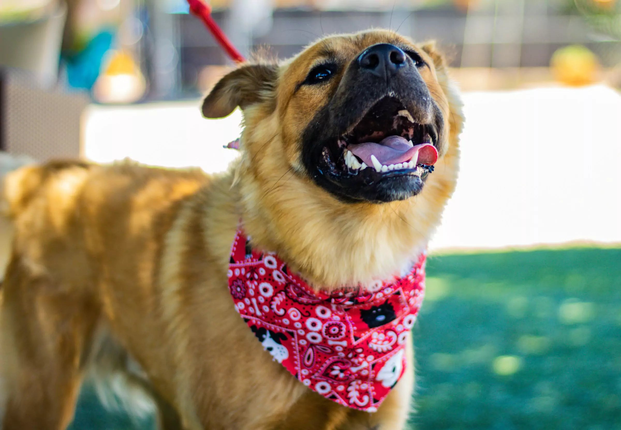 Pros and Cons of Adopting a Rescue Dog CANINE CULTURE