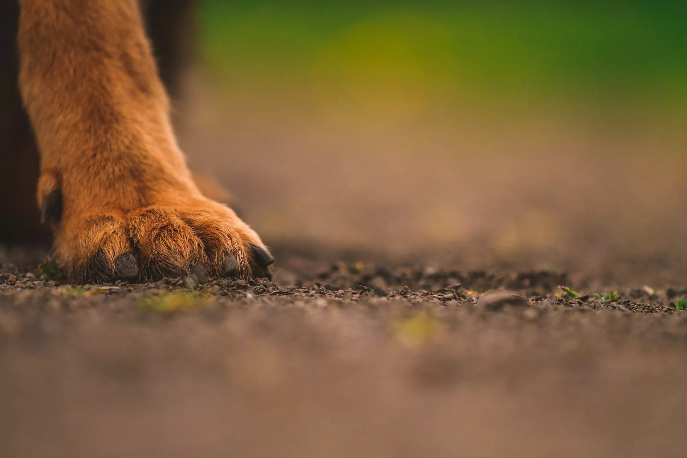 Should Dogs' Nails Touch the Floor