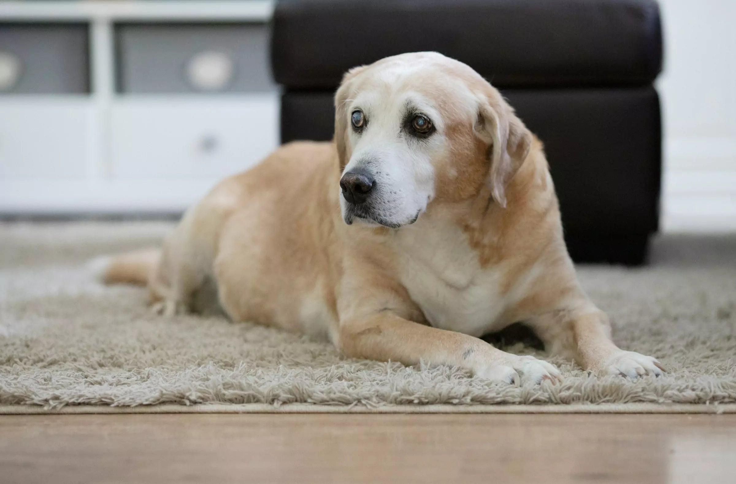 The Benefits of Adopting a Senior Dog