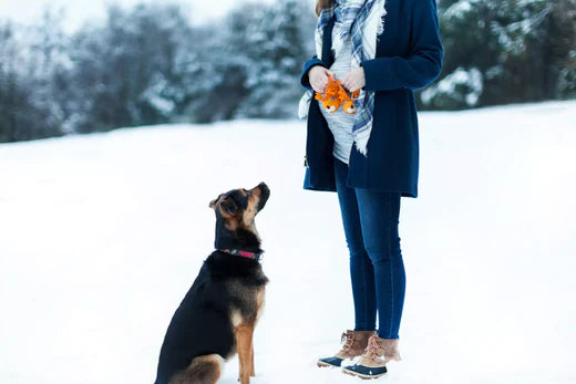 Snowy Day Activities for Snow-Loving Dogs Canine Culture