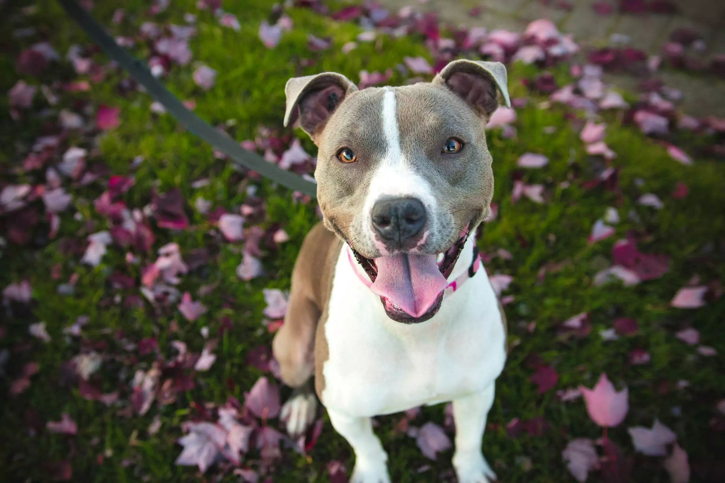 The 7 Most Common Health Issues in Dogs