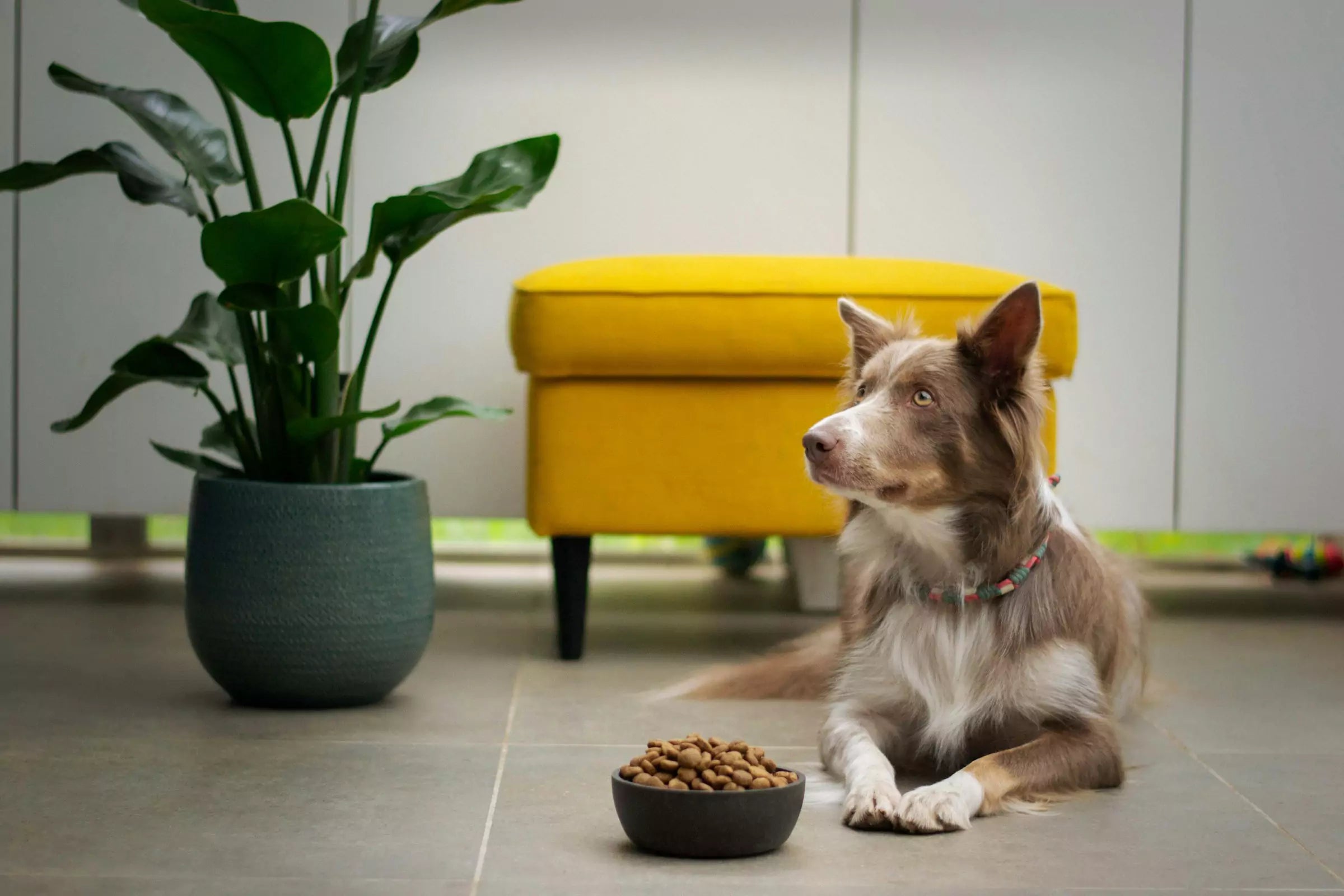 Is Grain-Free Dog Food Actually Better?