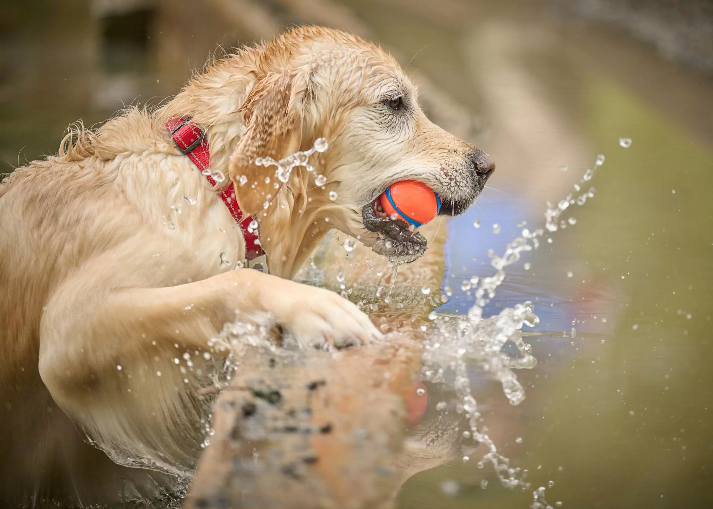 The Best Dog Breeds for Active Lifestyles Canine Culture