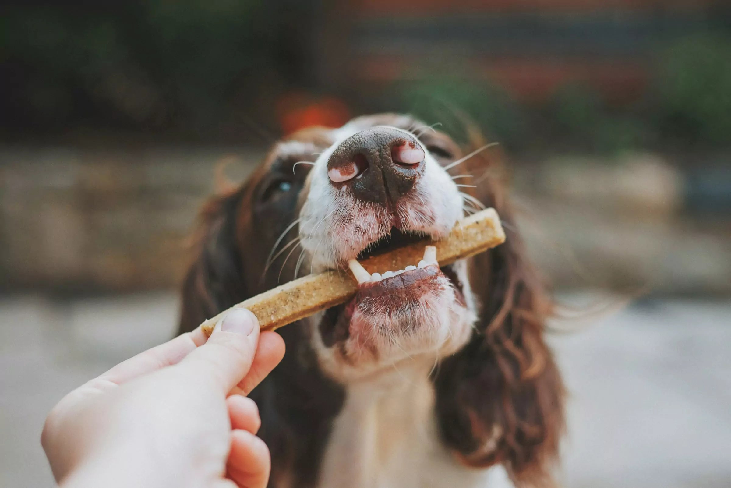 Homemade Treat Recipes Your Dog Will Love