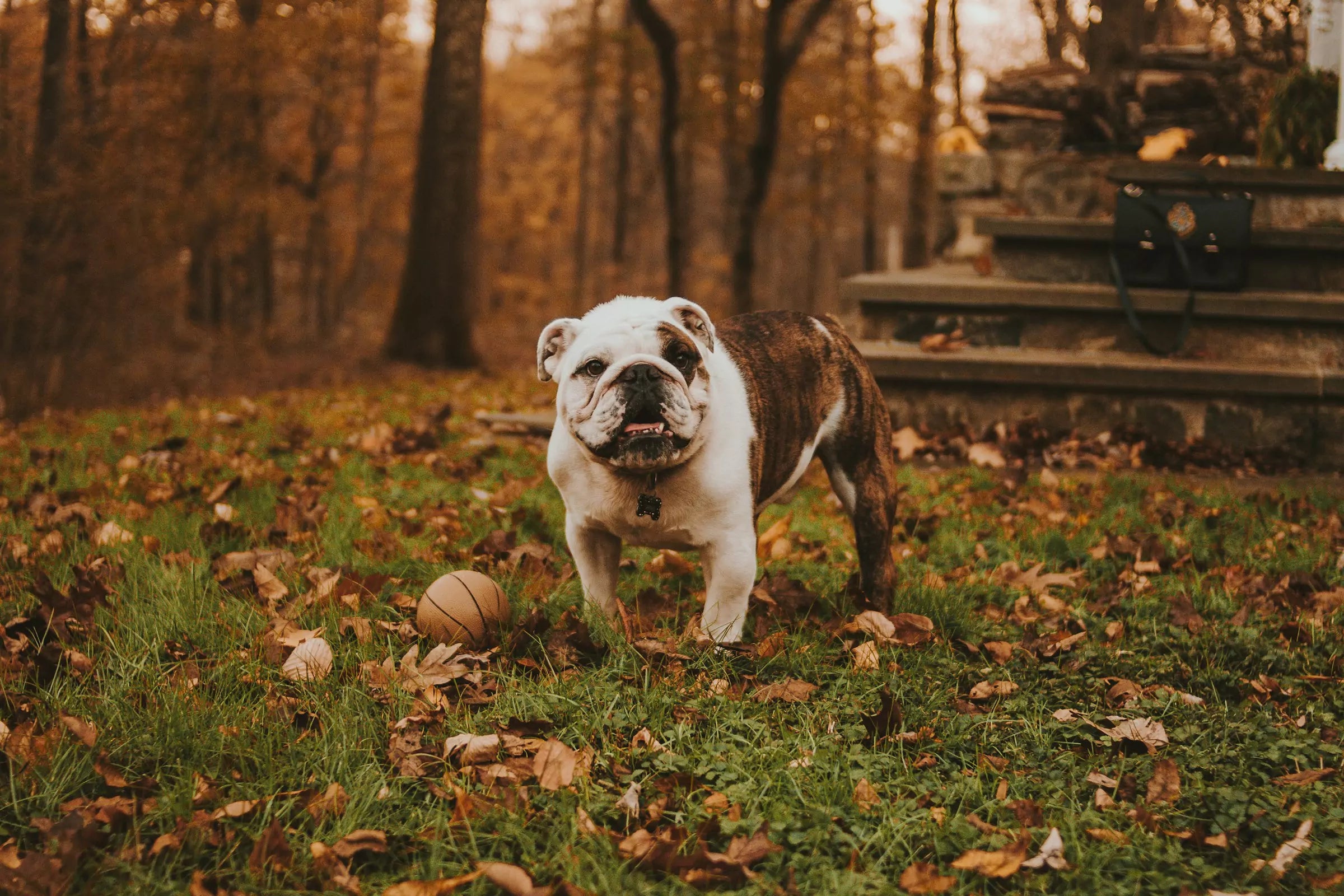 Top 10 Most Popular Dog Breeds