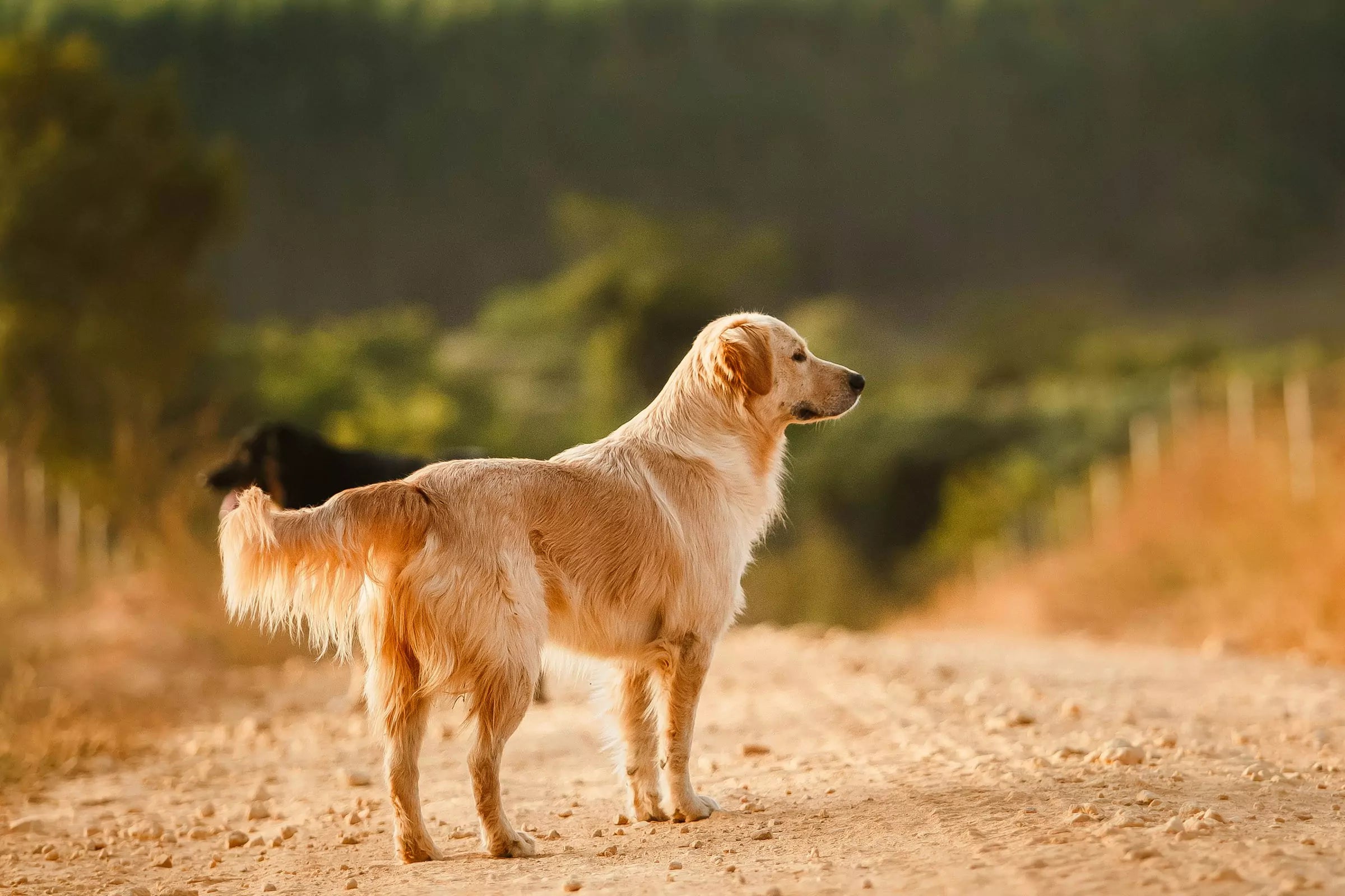 Top 5 Smartest Dog Breeds