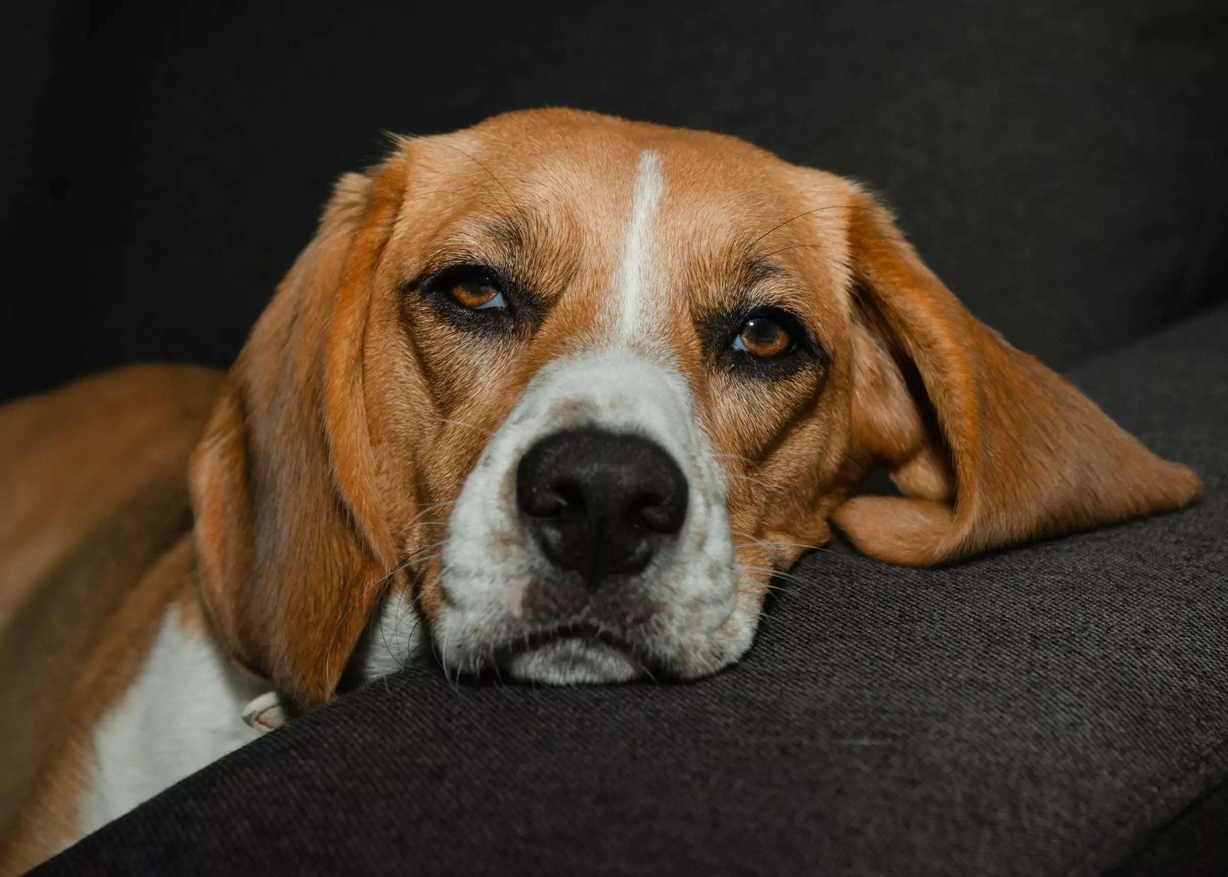 Top 7 Signs Your Dog Might Be in Pain (And How to Help)