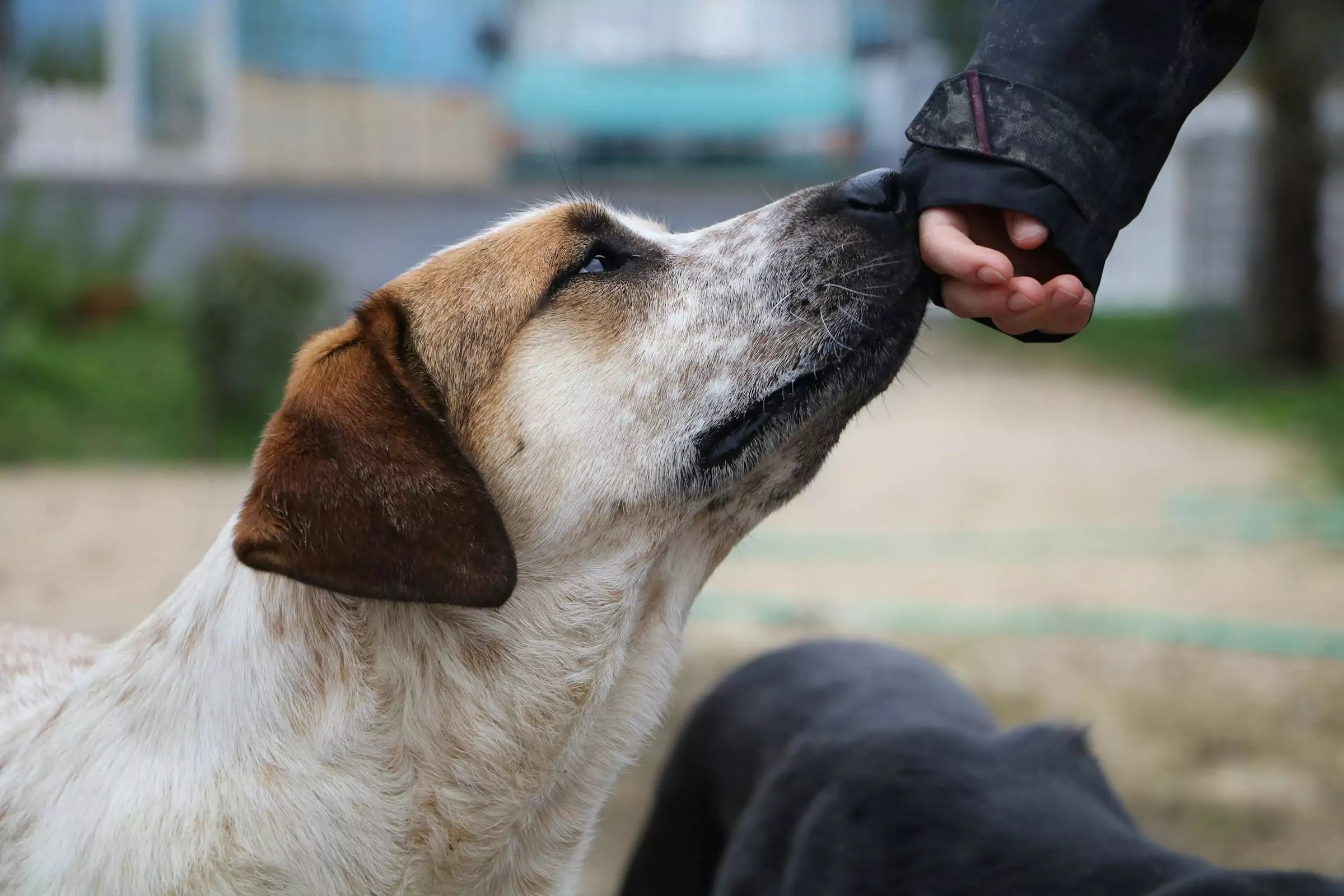 Understanding Your Dog’s Incredible Sense of Smell