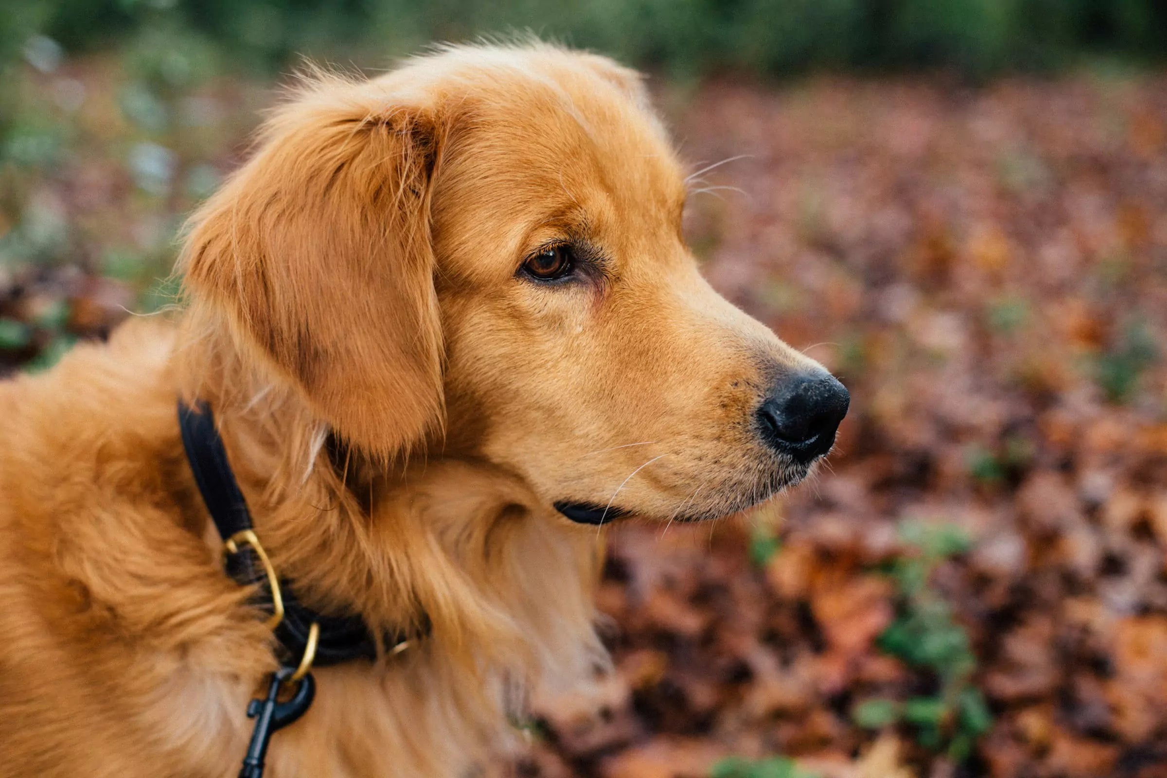 What Are the Signs of a Healthy Dog