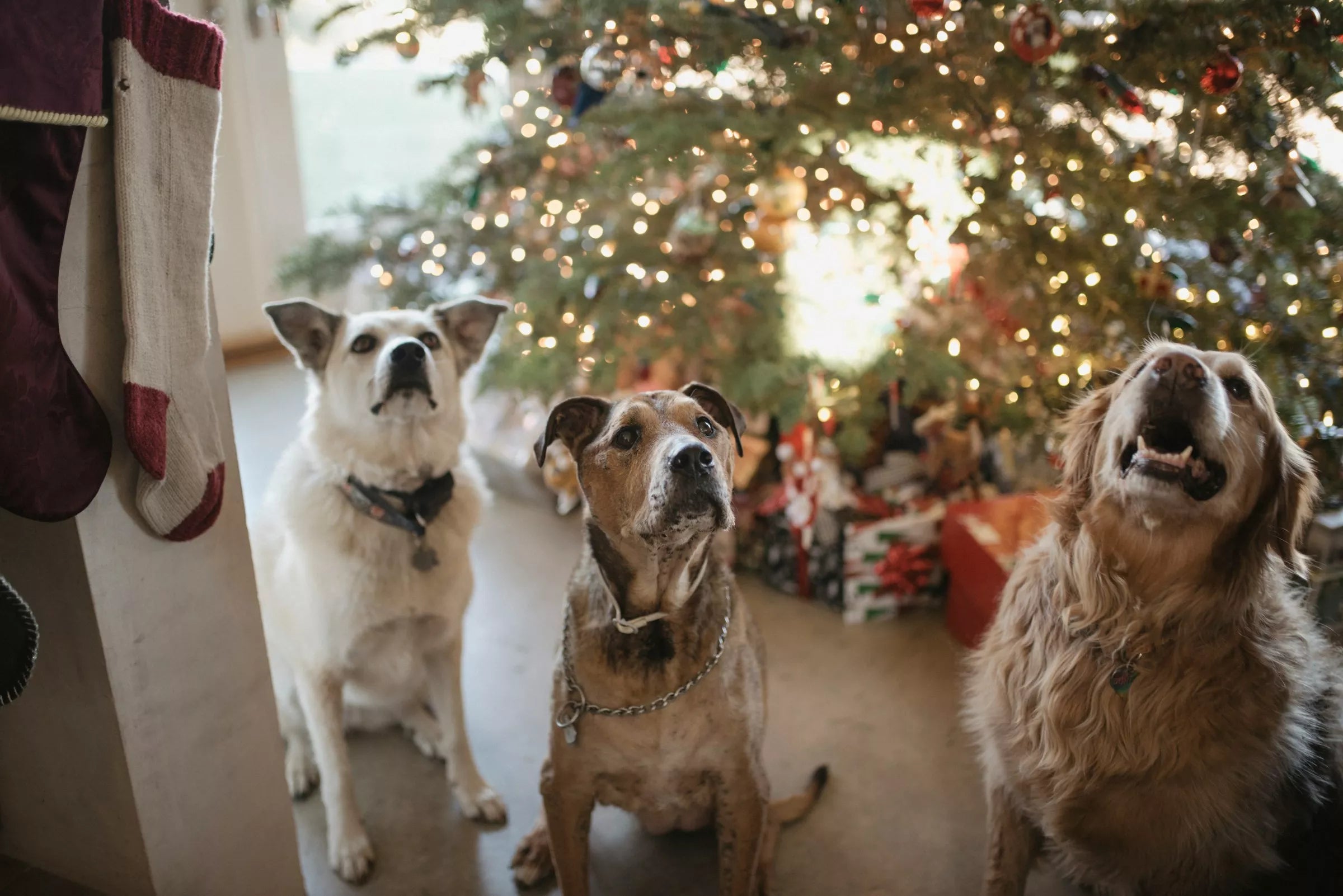 What Christmas Foods Can Dogs Eat Canine Culture
