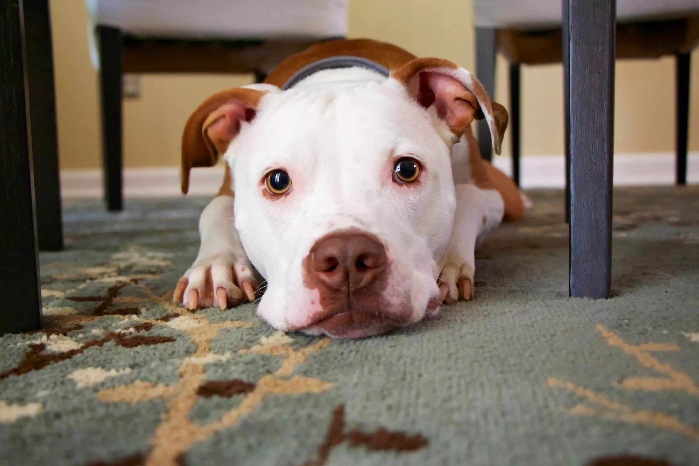 What Do You Do If Your Dog Gets Lost CANINE CULTURE