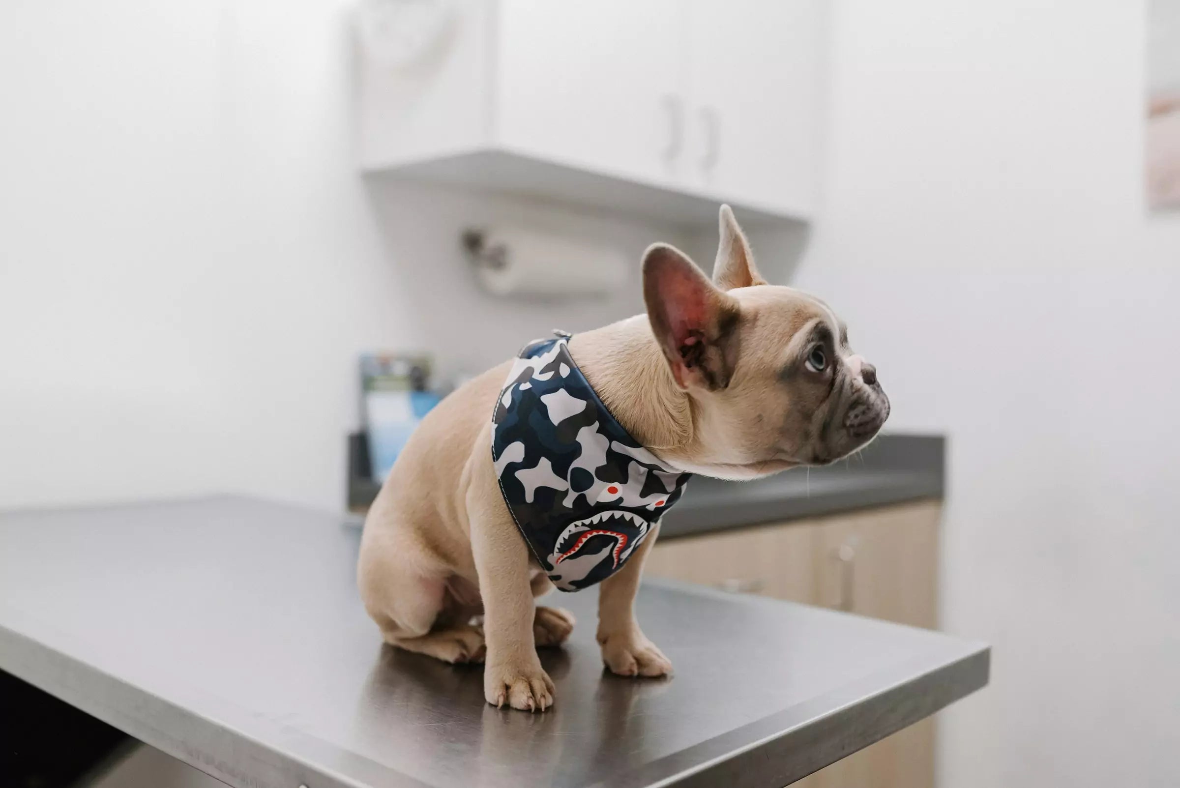 What Vaccines Does My Dog Need Canine Culture