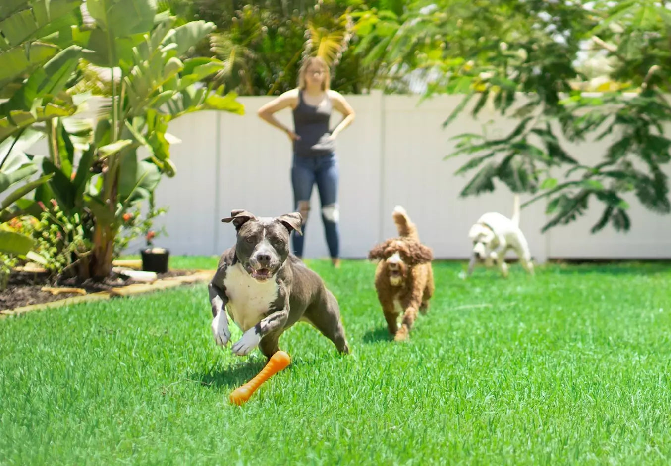 What are the Benefits of Doggy Daycare