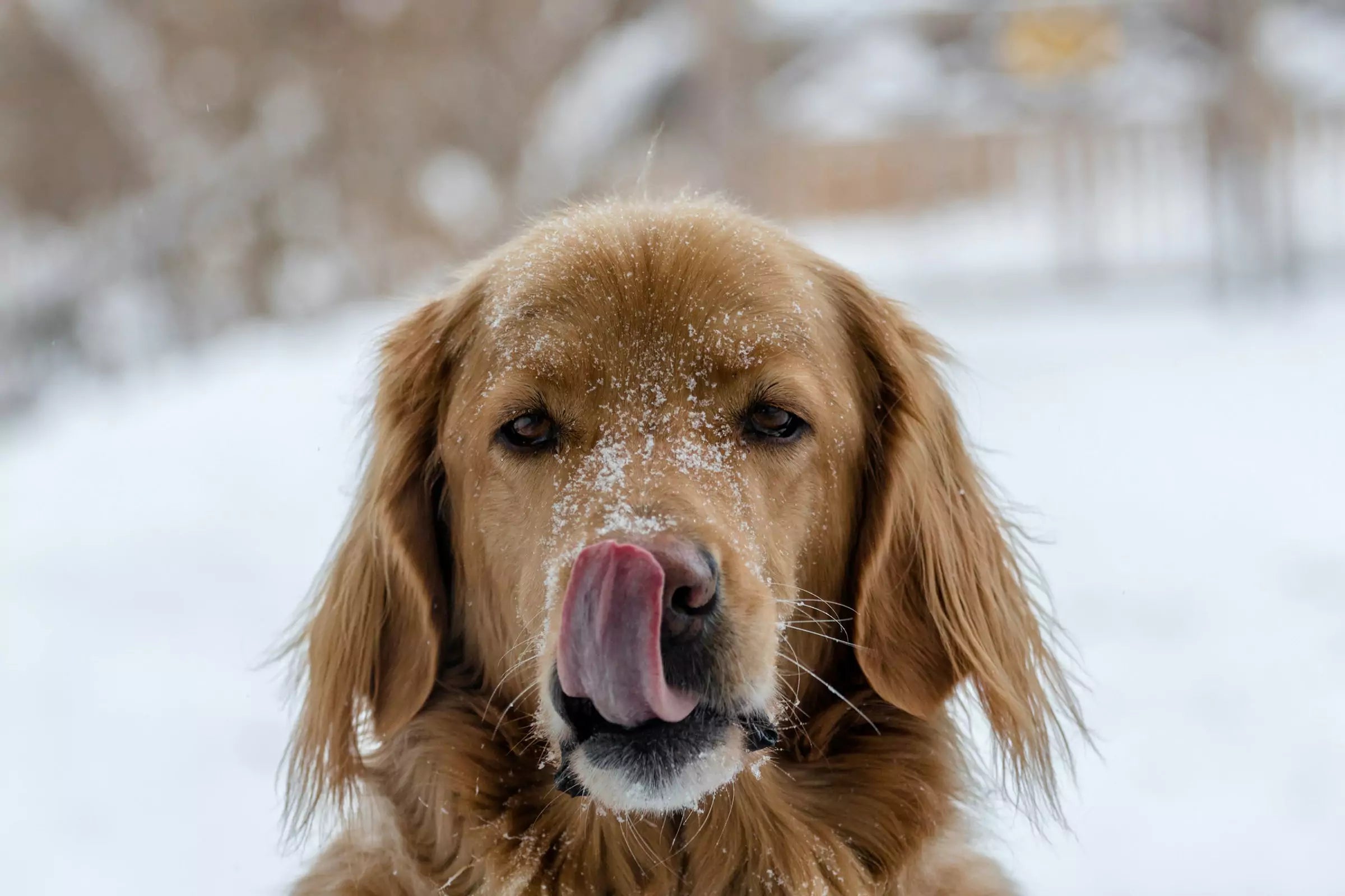 Top 5 Best Dog Foods for Sensitive Stomachs