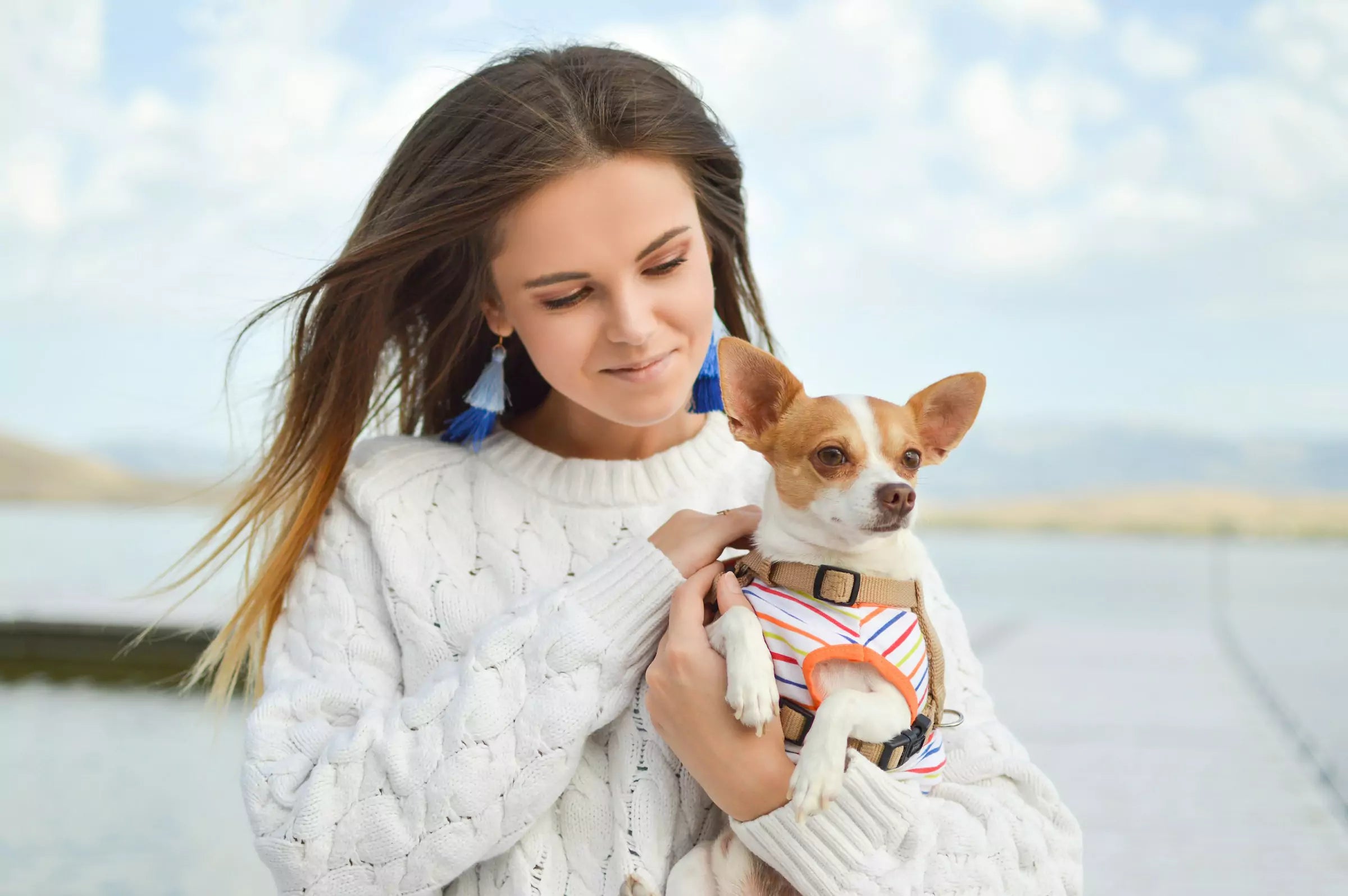 Where Do Dogs Like to Be Pet Canine Culture