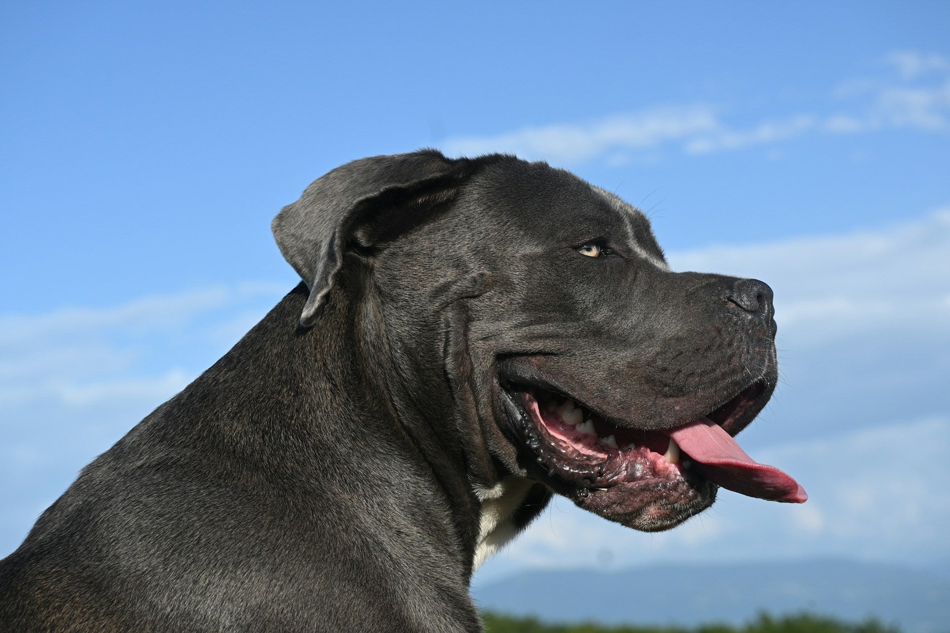 Which Dog Has the Strongest Bite
