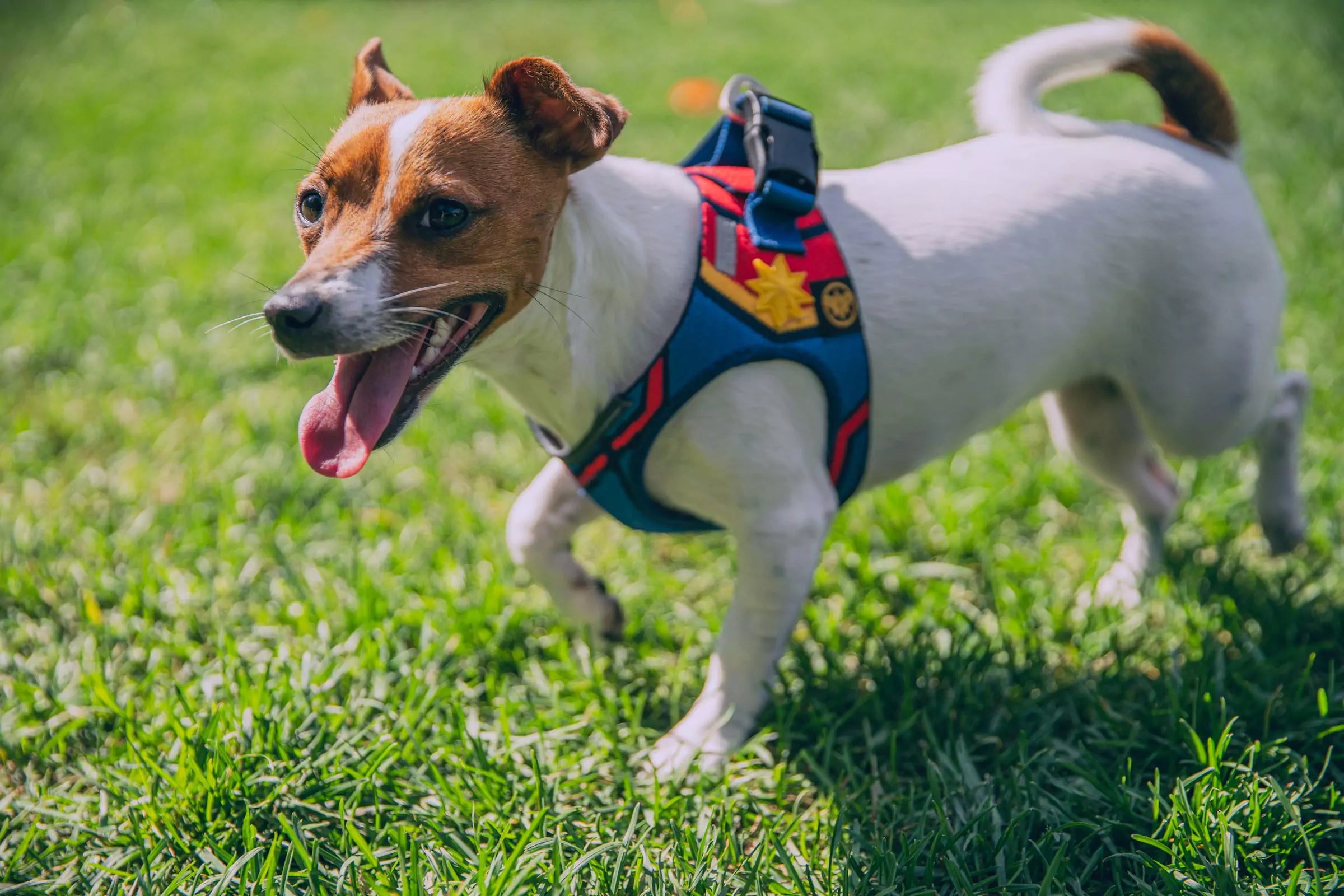 Why Are Y-Shape Dog Harnesses Better