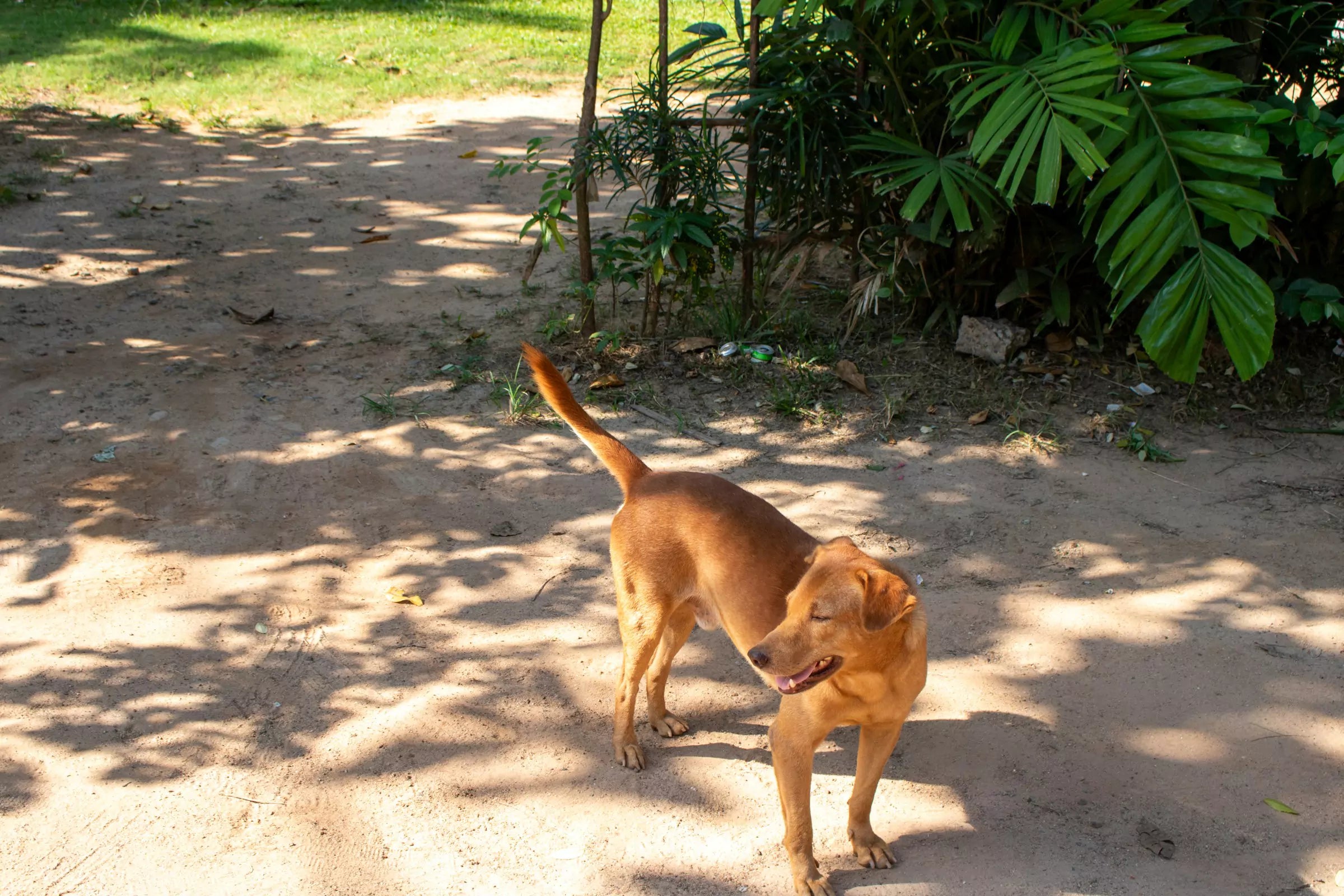 Why Do Dogs Chase Their Tails Canine Culture