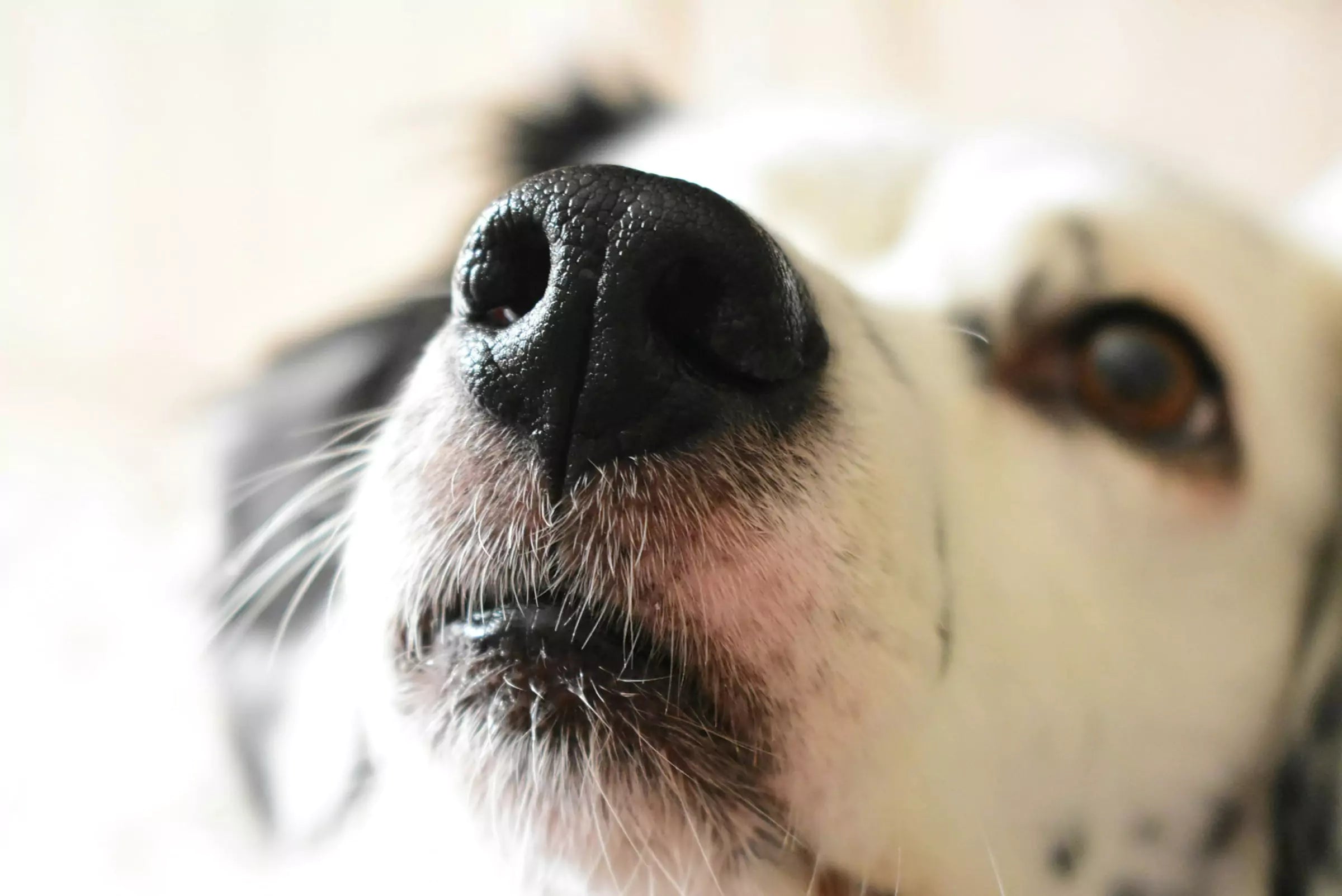 Can Dogs Sense Bad People? (What Science Actually Says)