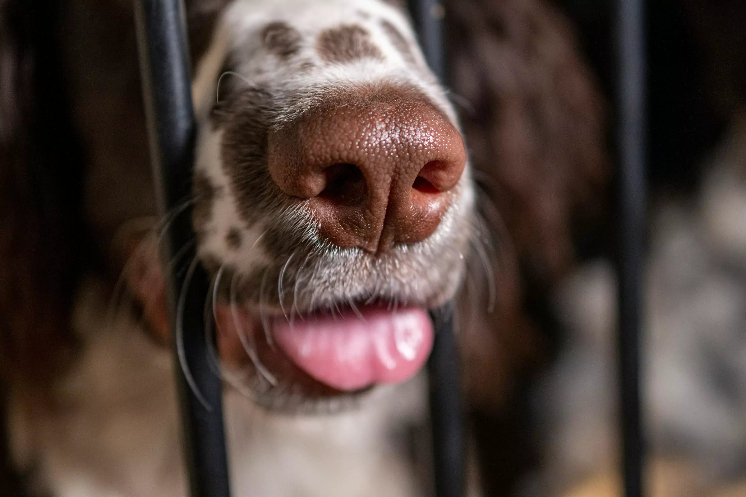 Why Do Dogs Have Wet Noses?