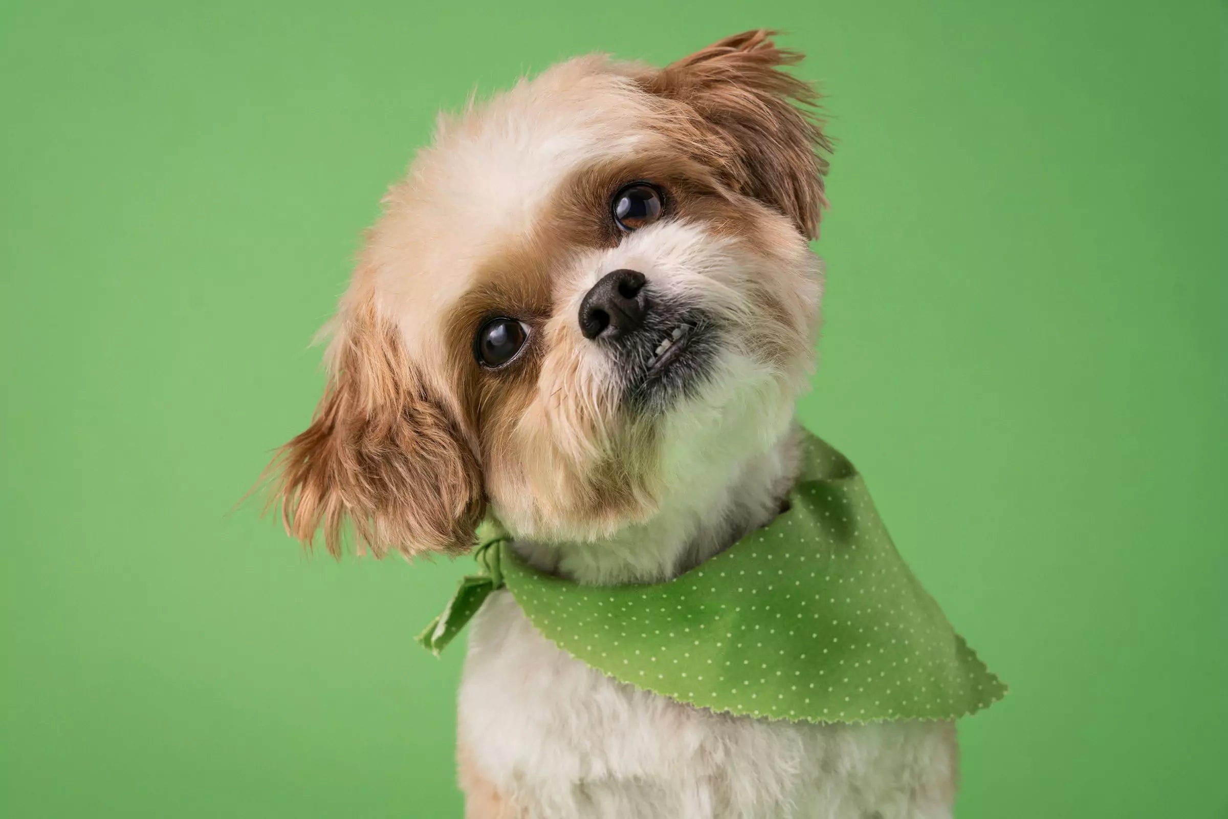 Why Do Dogs Tilt Their Heads Canine Culture