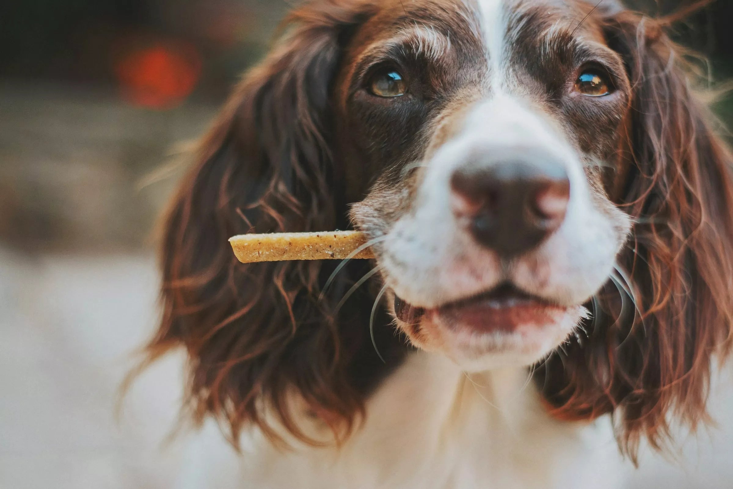 Why Do Dogs Watch You Eat (What Your Dog Is Really Thinking)