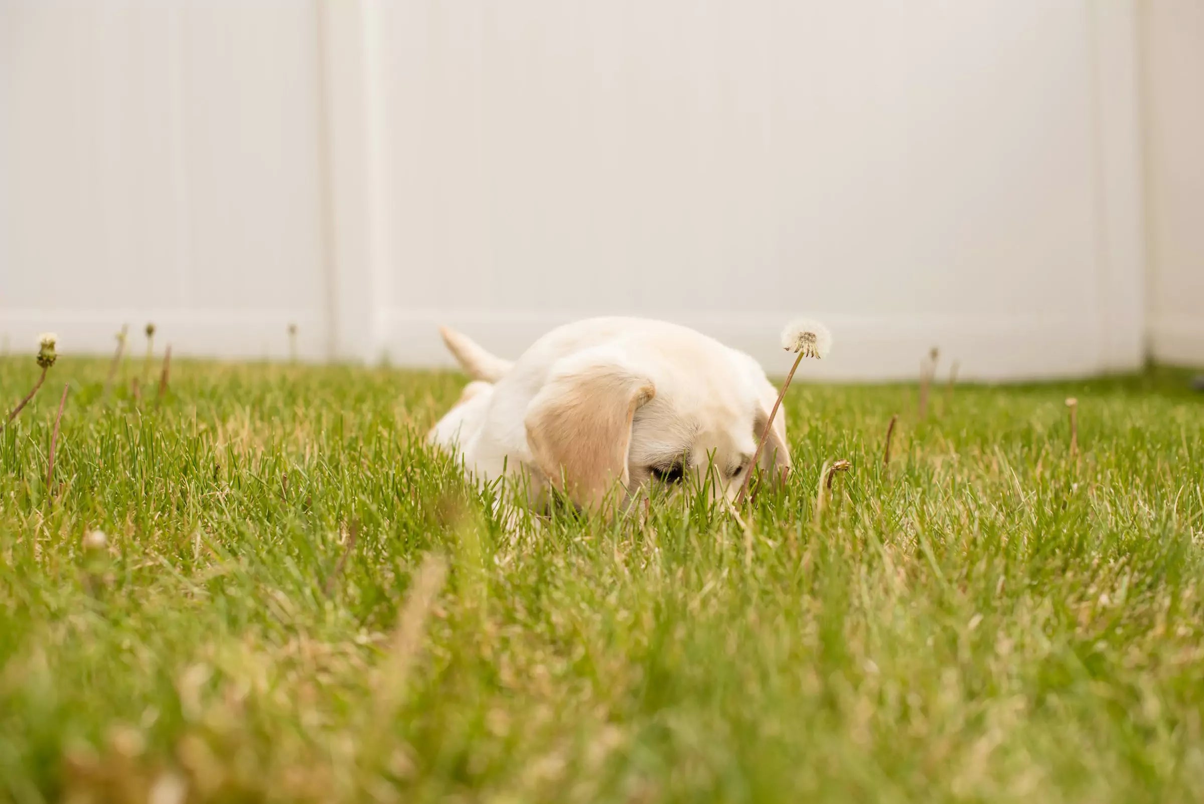 View of Why Does My Dog Eat Grass? Is It Harmful? – Canine Culture