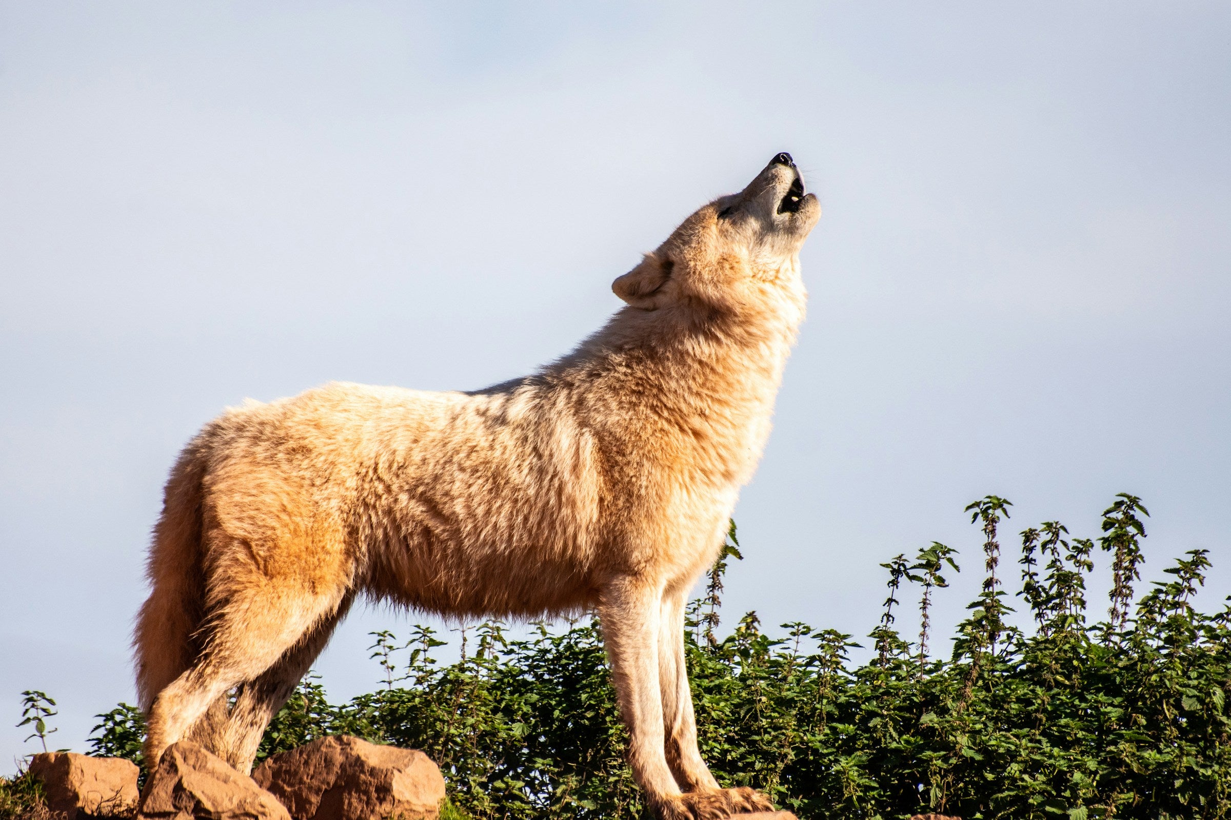 Why Dogs Howl