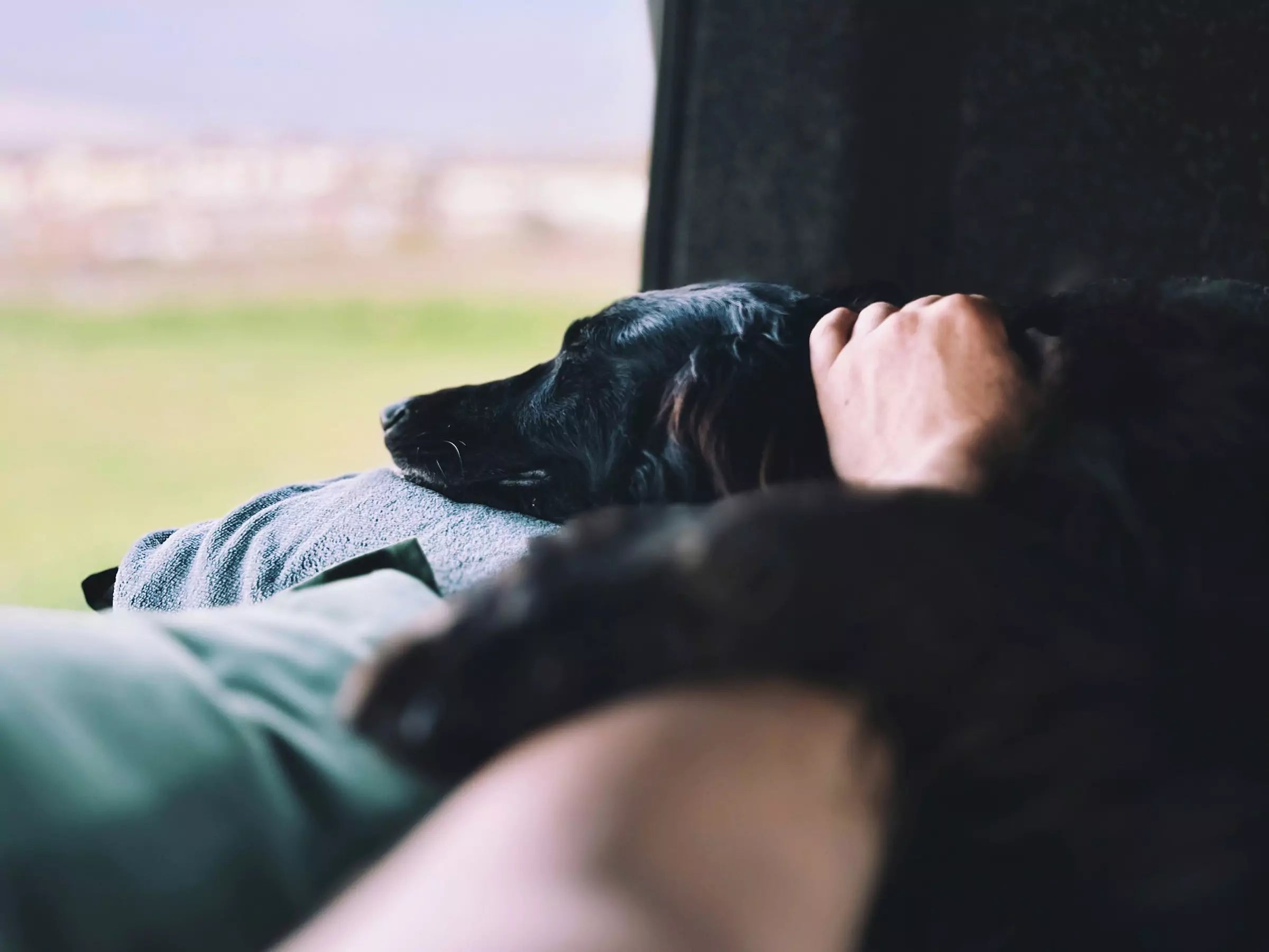 Why Dogs Make Us Feel Calm Canine Culture