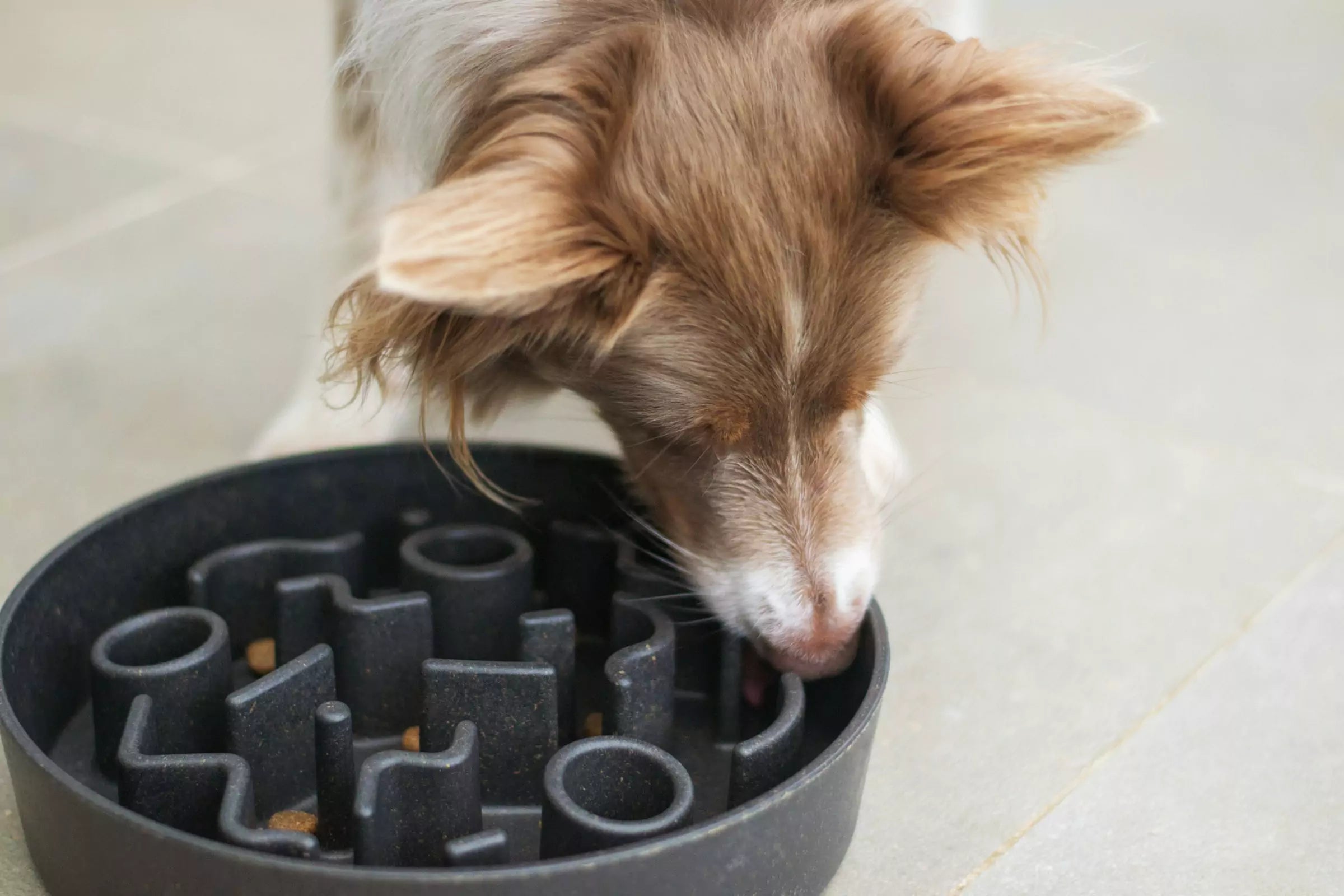 Why Dogs Shouldn't Exercise After Eating