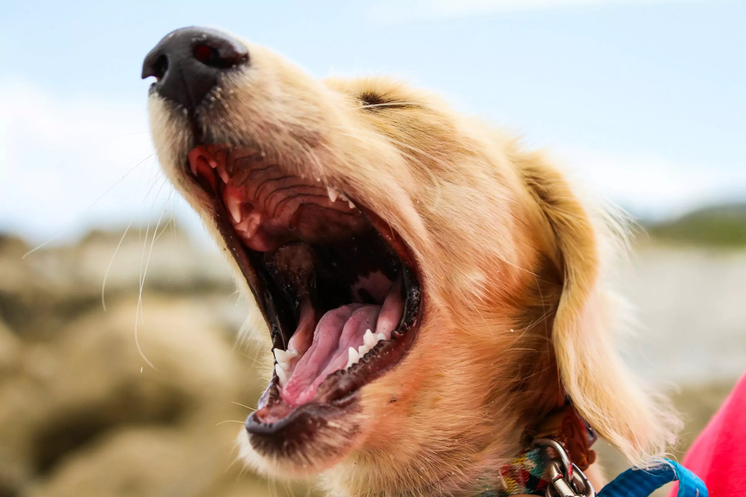 Why Is My Dog Barking So Much Canine Culture