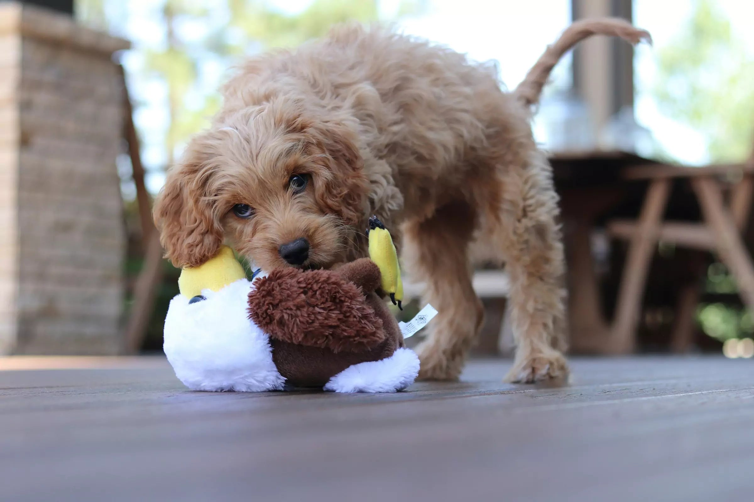 Why Won’t My Dog Share Toys CANINE CULTURE