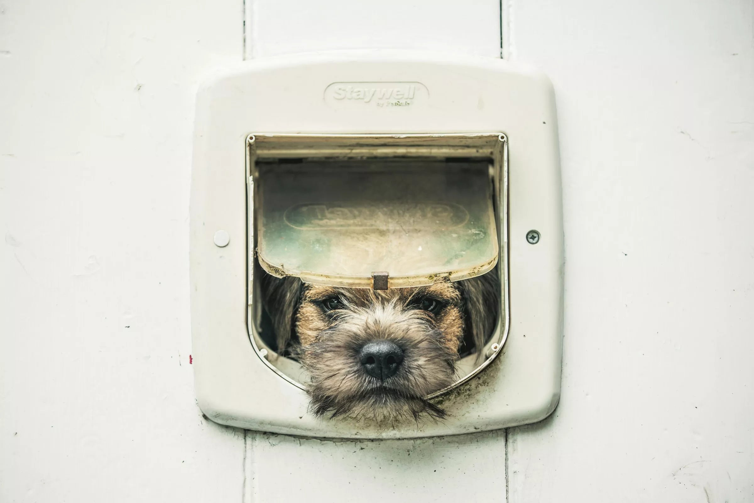 Why Your Dog Waits for You at the Door Canine Culture