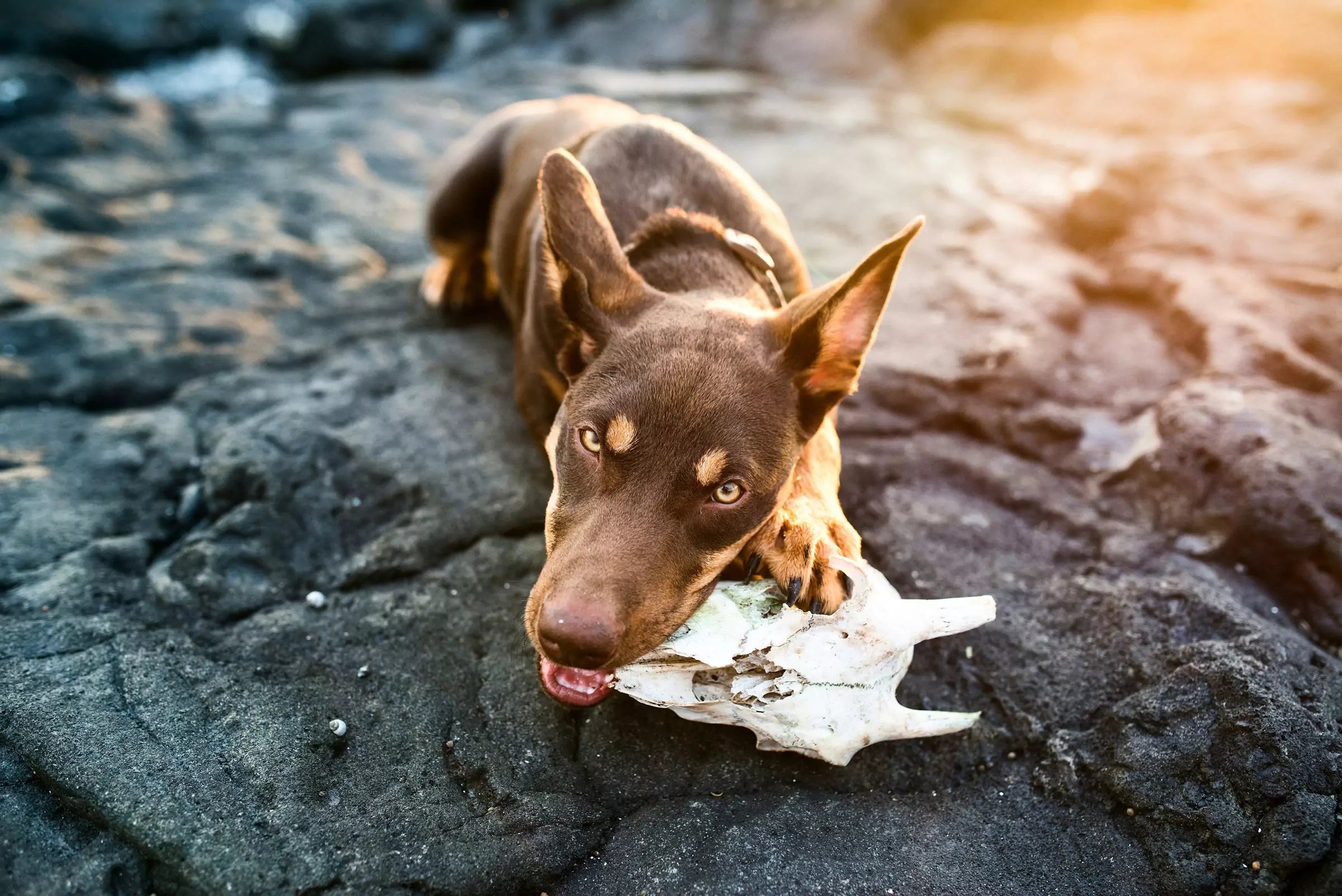 Why do dogs bury bones canine culture