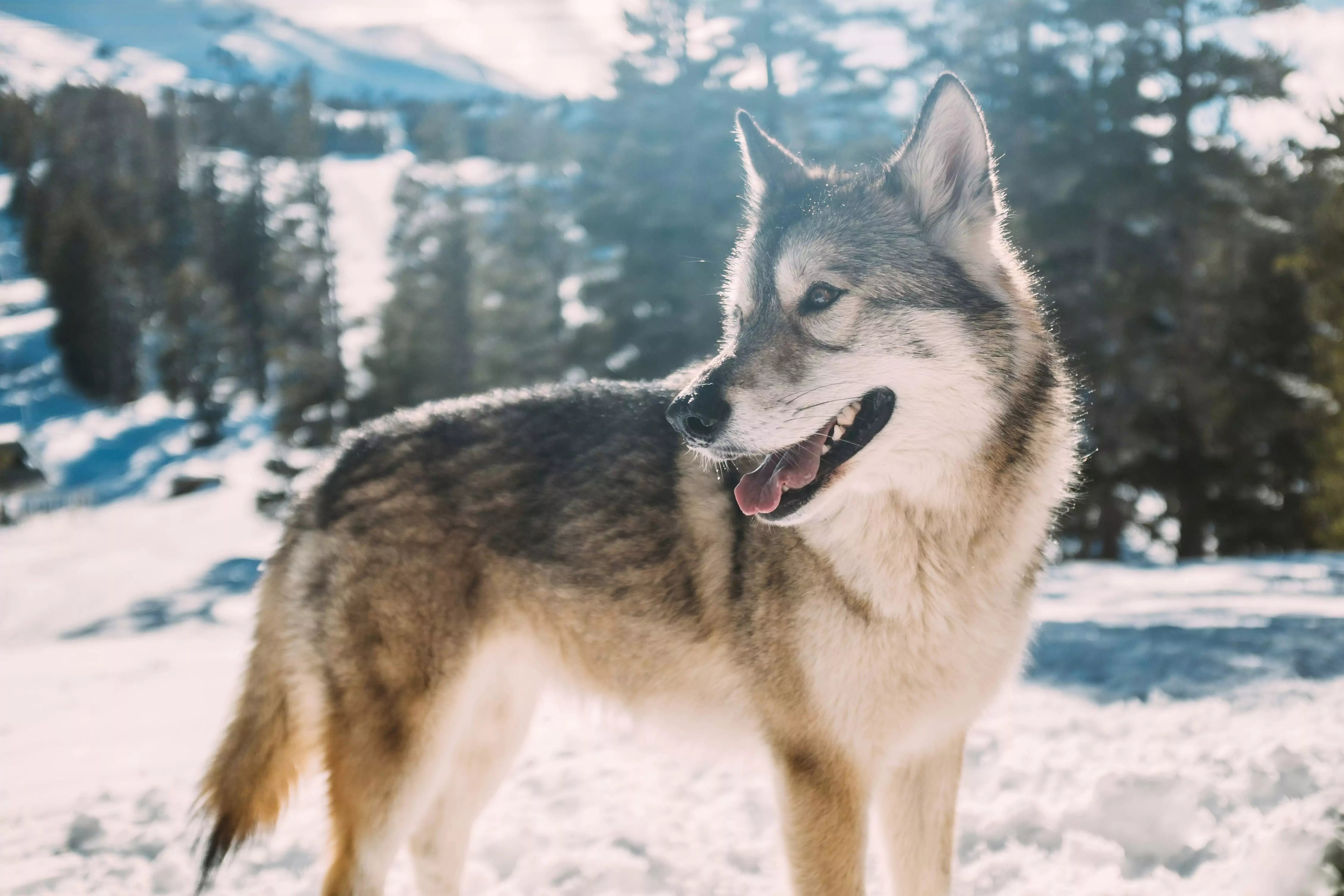 Do Dogs Need Winter Coats?