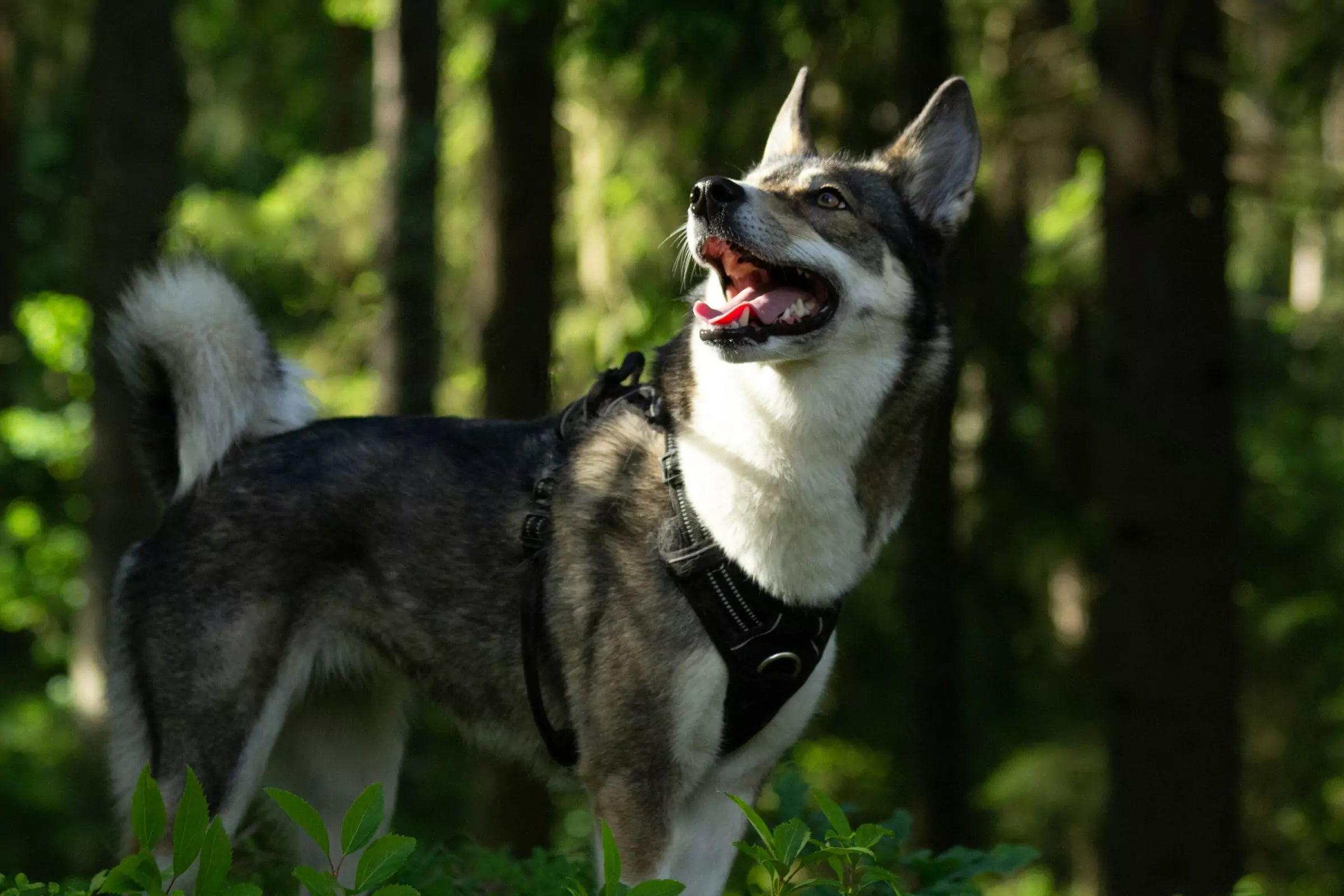 Would Your Dog Survive in the Wild Canine Culture