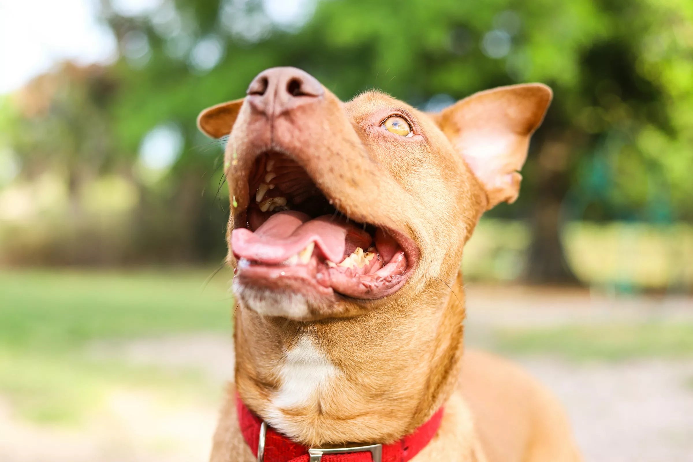 Your Dog Can Smell Your Stress Canine Culture