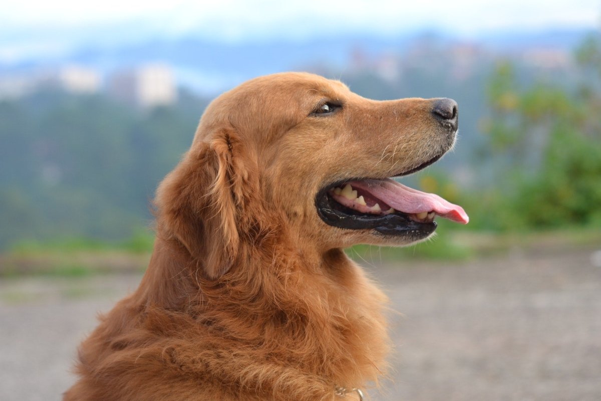 A Guide to the Glorious Golden Retriever! - Canine Culture