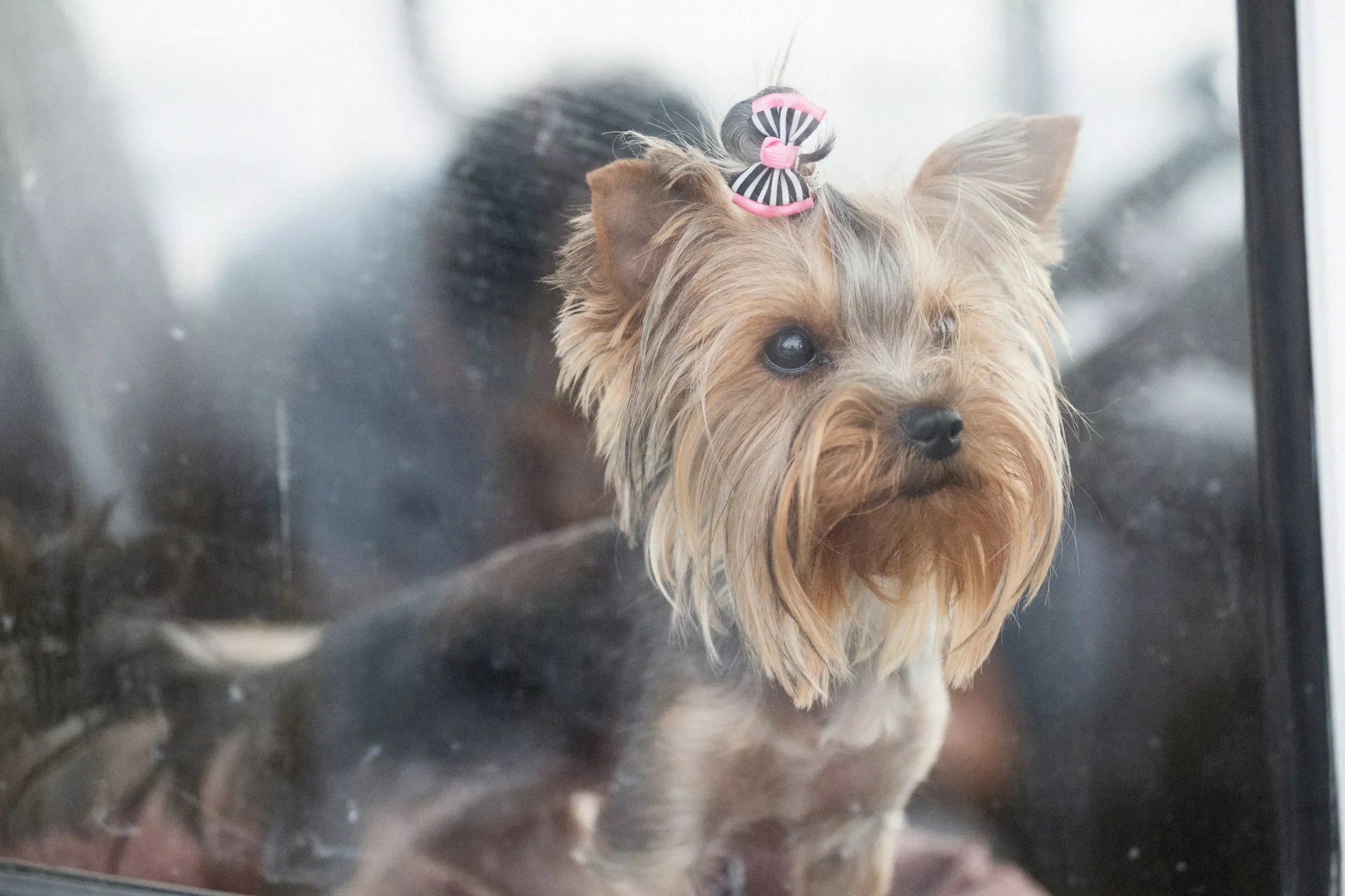 Can Dogs Recognise Themselves? (What Science Says)