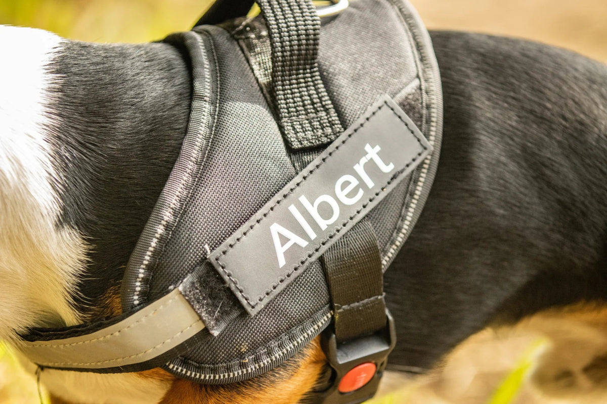 Are Personalized Harnesses Worth It? - Canine Culture