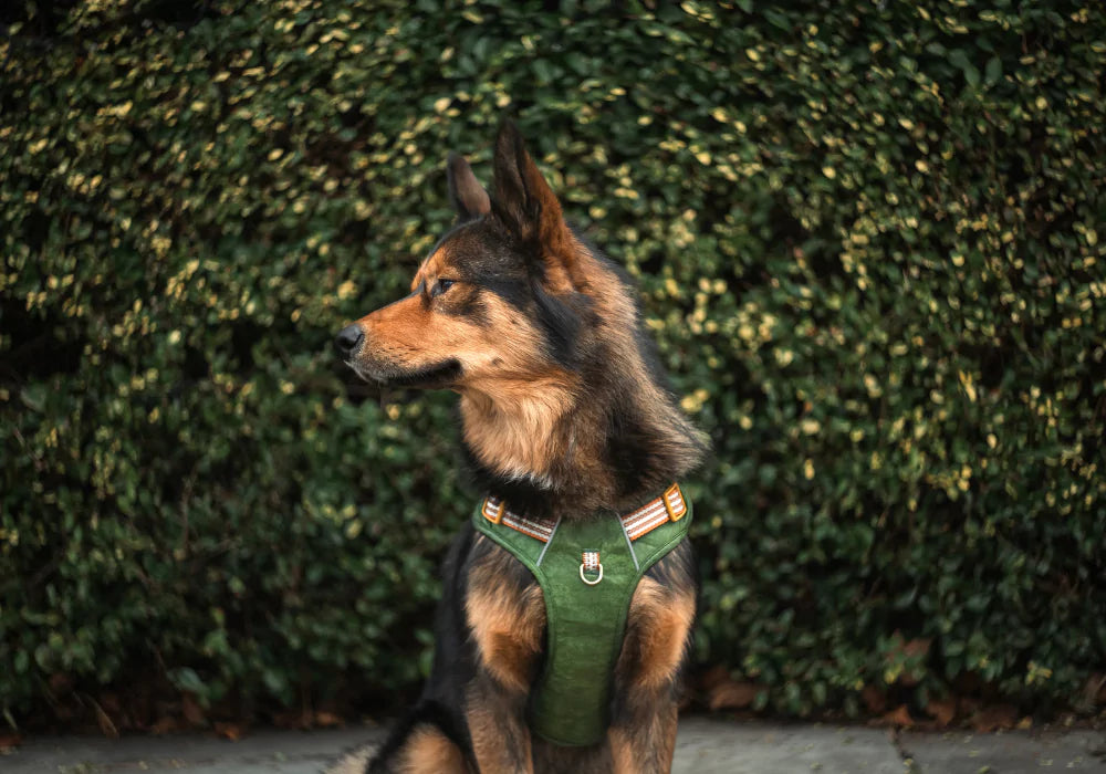 What Dog Harness Should I Get?