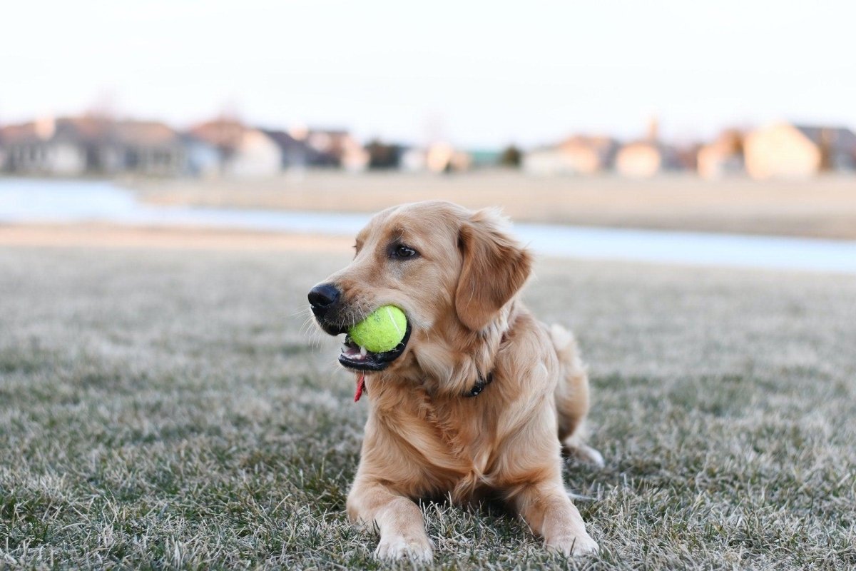 Common Health Problems In Dogs and How to Prevent Them – Canine Culture - Canine Health Issues