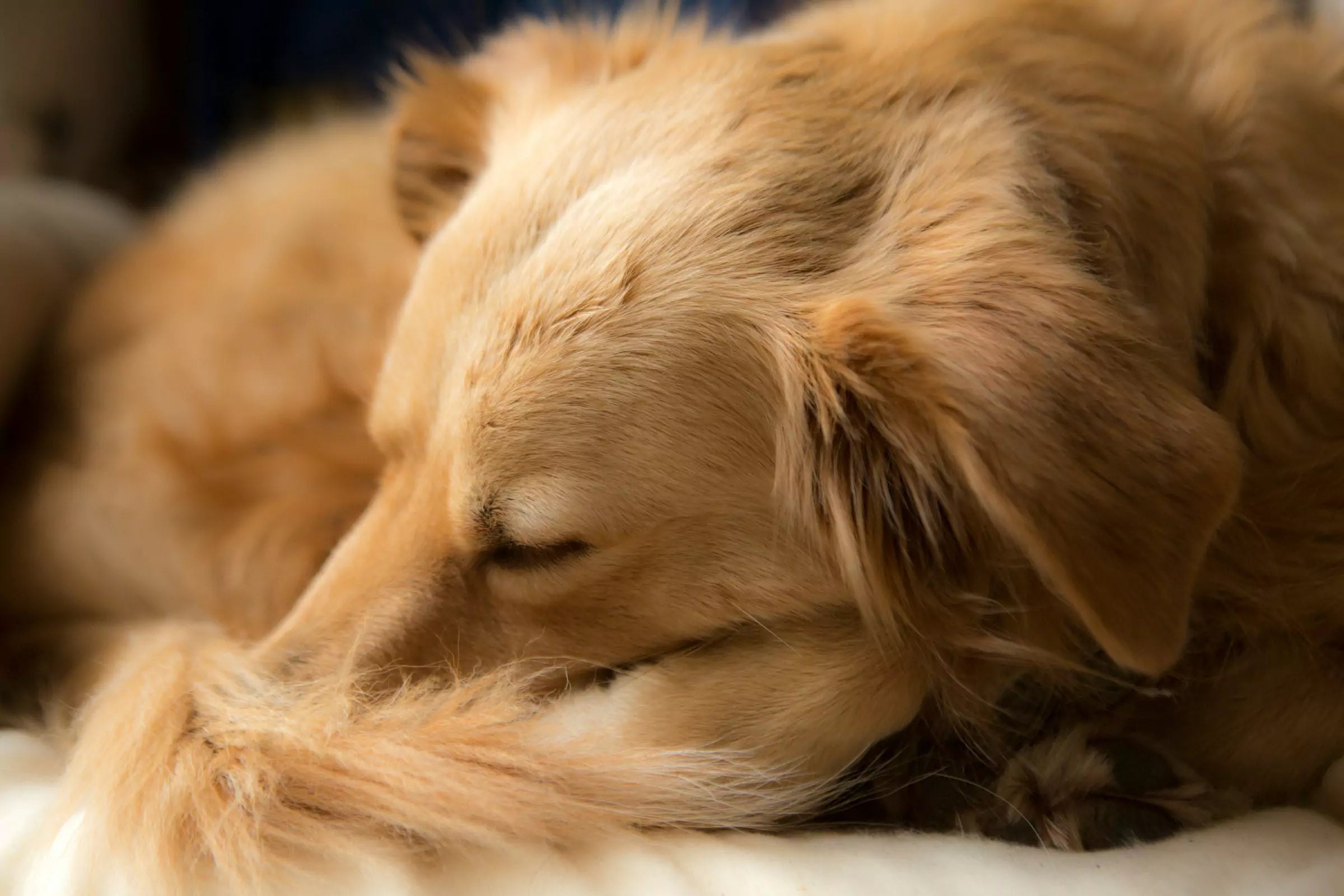 do dogs dream canine culture