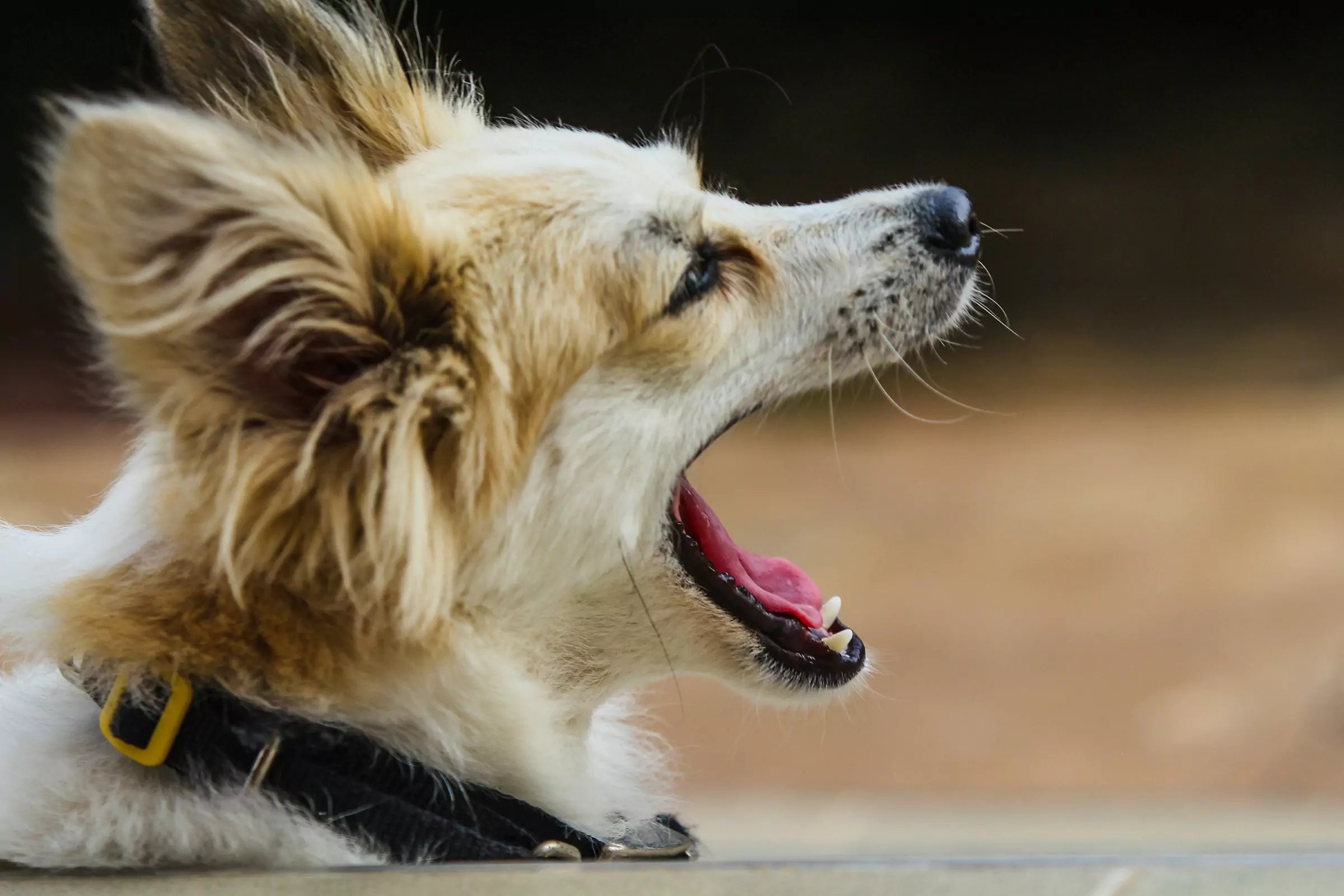 dog barking at visitors doorbell canine culture