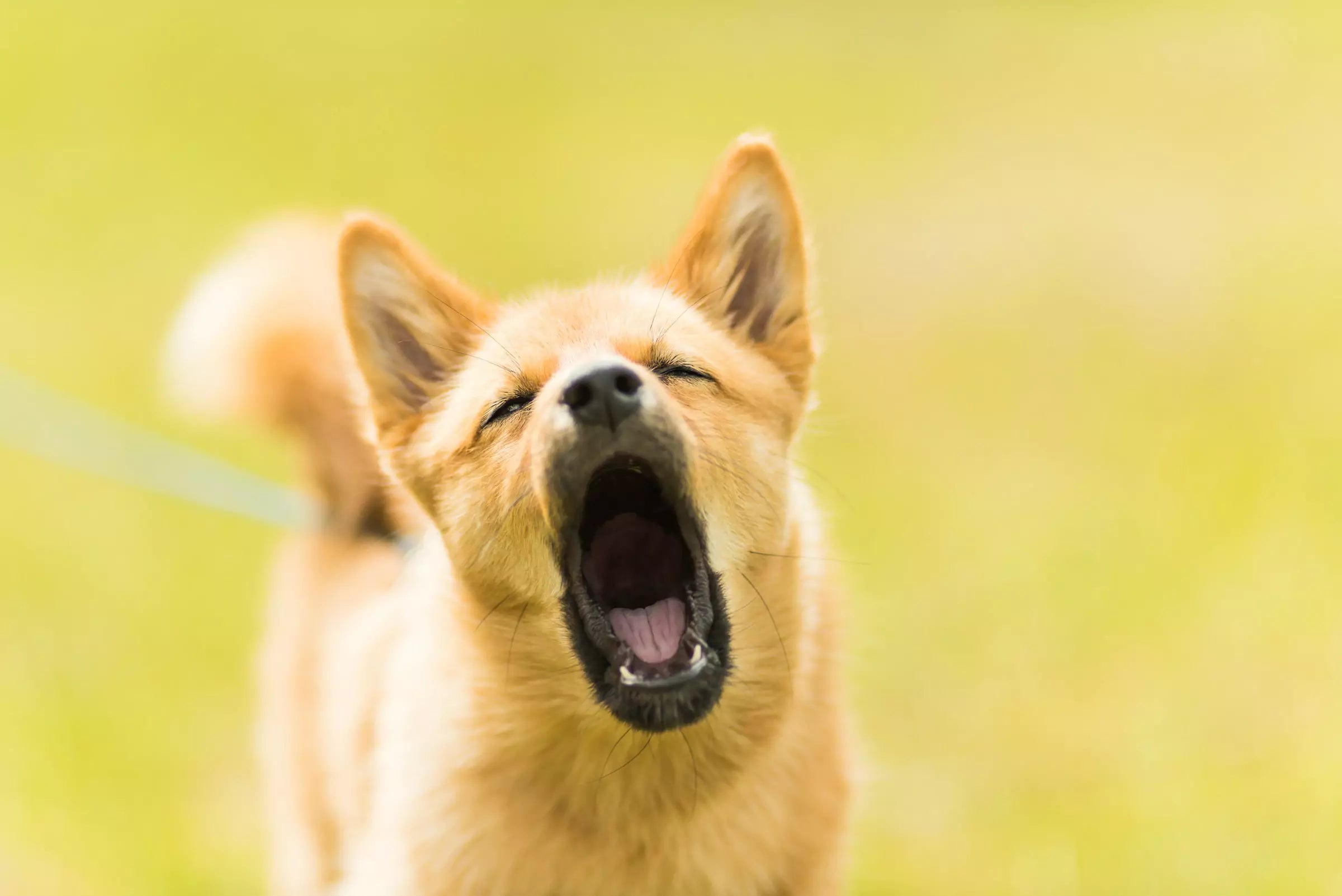 3 Simple Tricks to Stop Your Dog from Barking Excessively