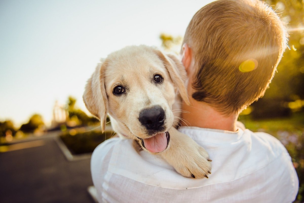 Help Your Dog Live a Long, Happy Life - Canine Culture