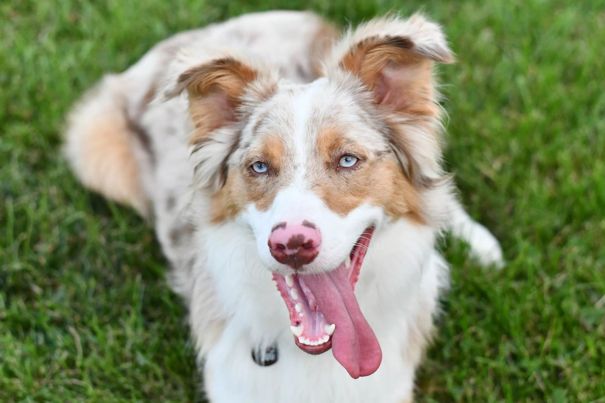 Top 100 Dog Names (2026 Edition)