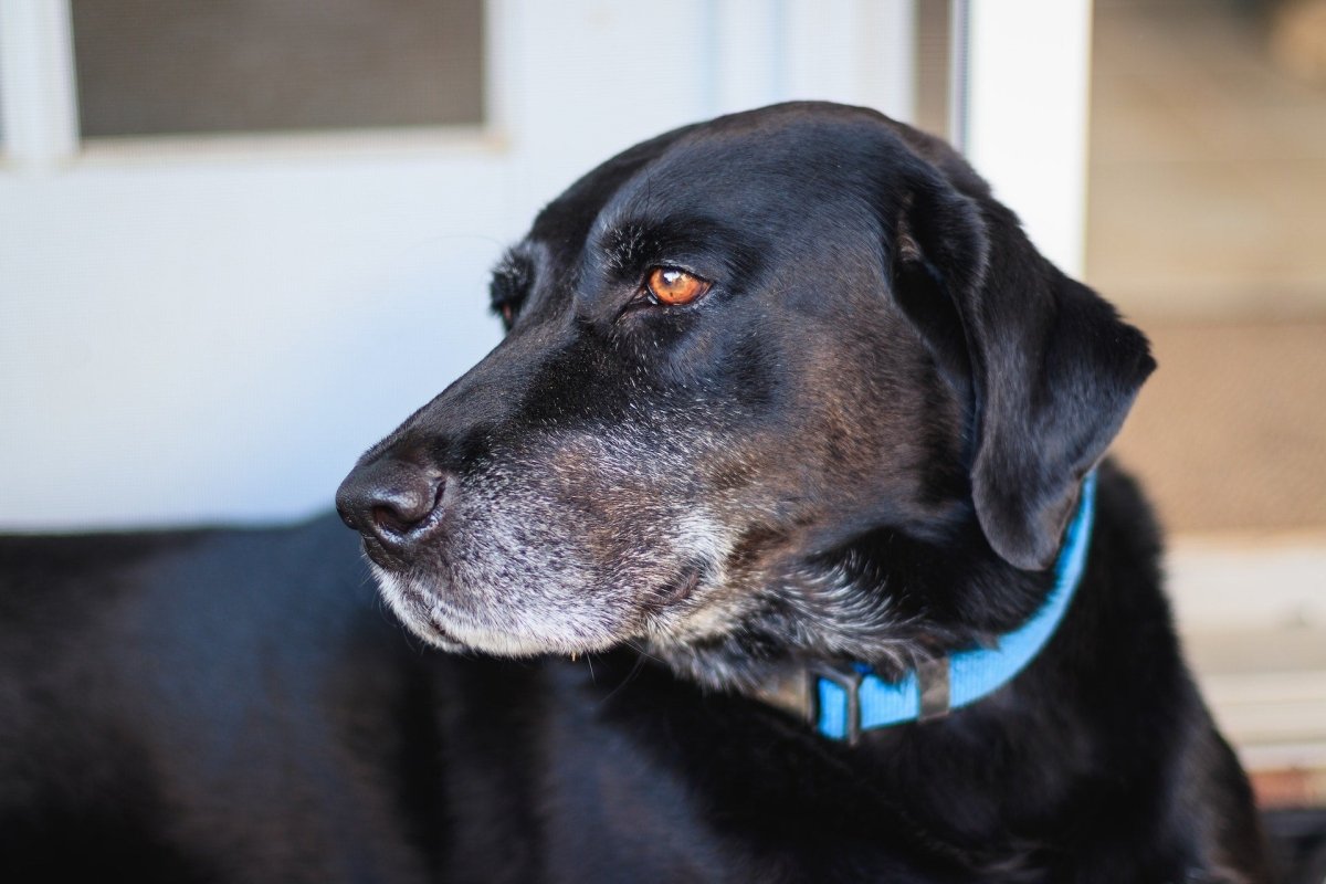 How Dog Years Work: The Canine Aging Process - Canine Culture